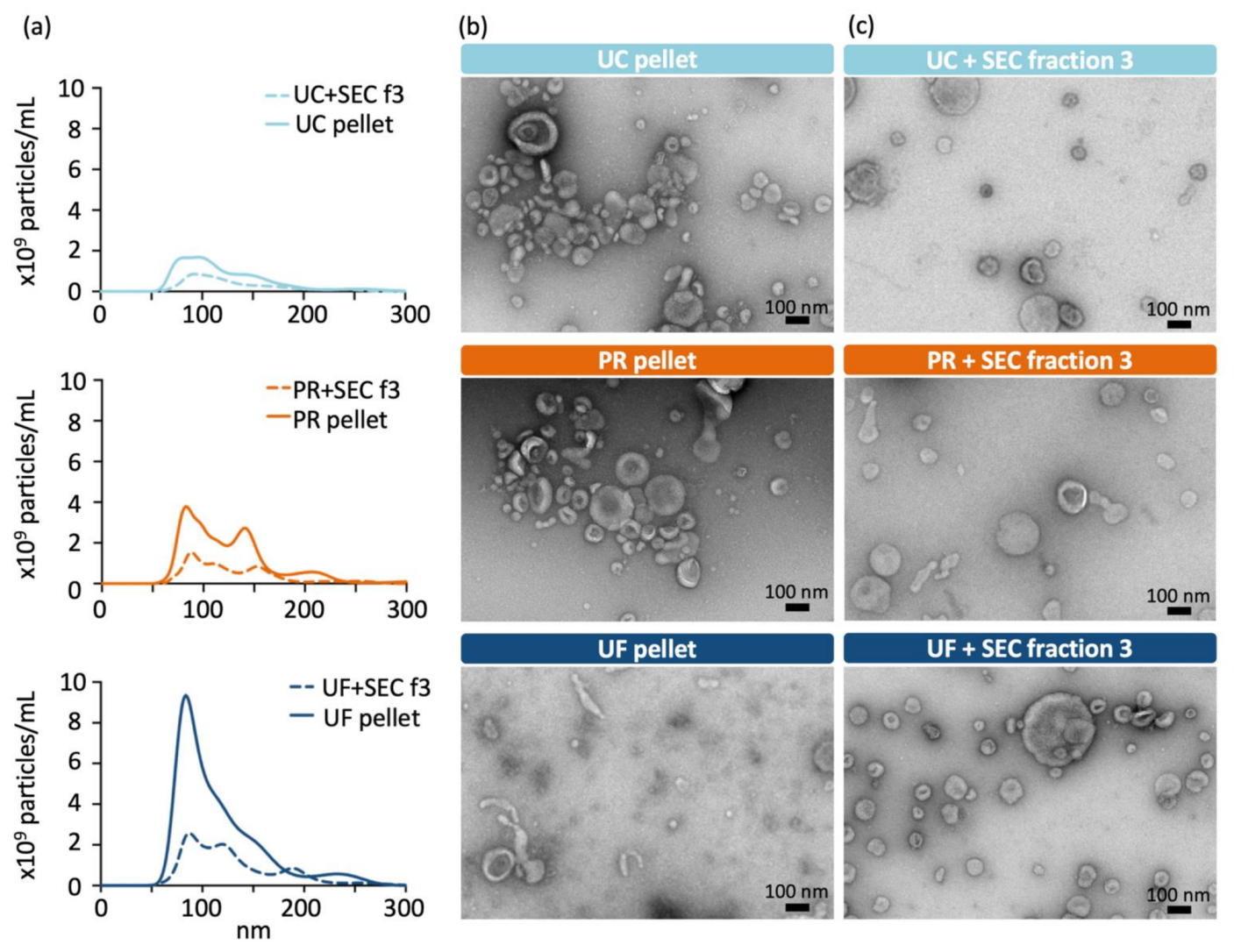 Ijms 22 04881 g003 Ijms 22 04881 g003