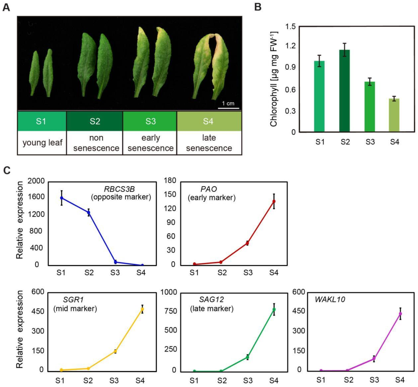 Ijms 22 04885 g002 Ijms 22 04885 g002
