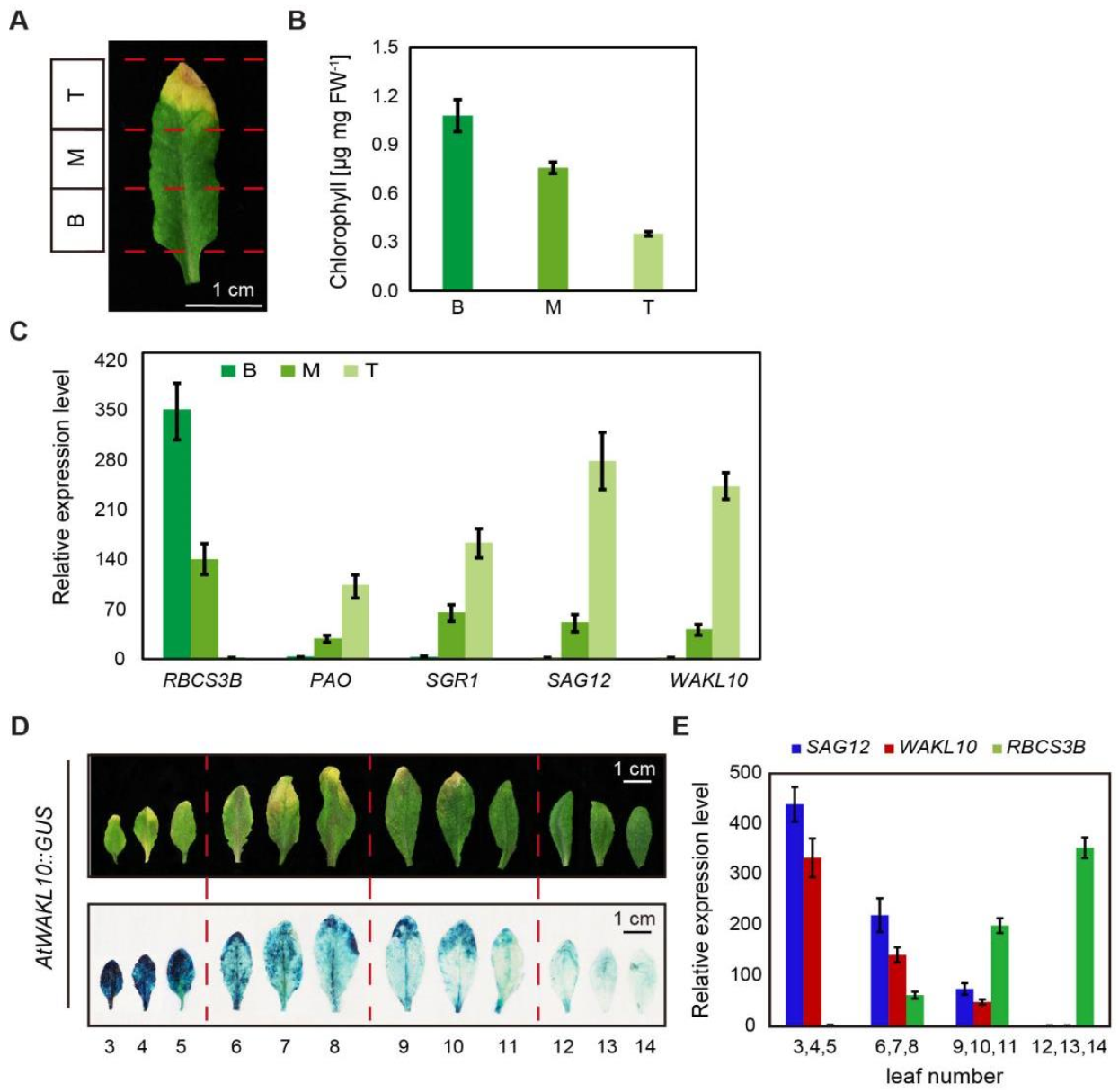 Ijms 22 04885 g003 Ijms 22 04885 g003