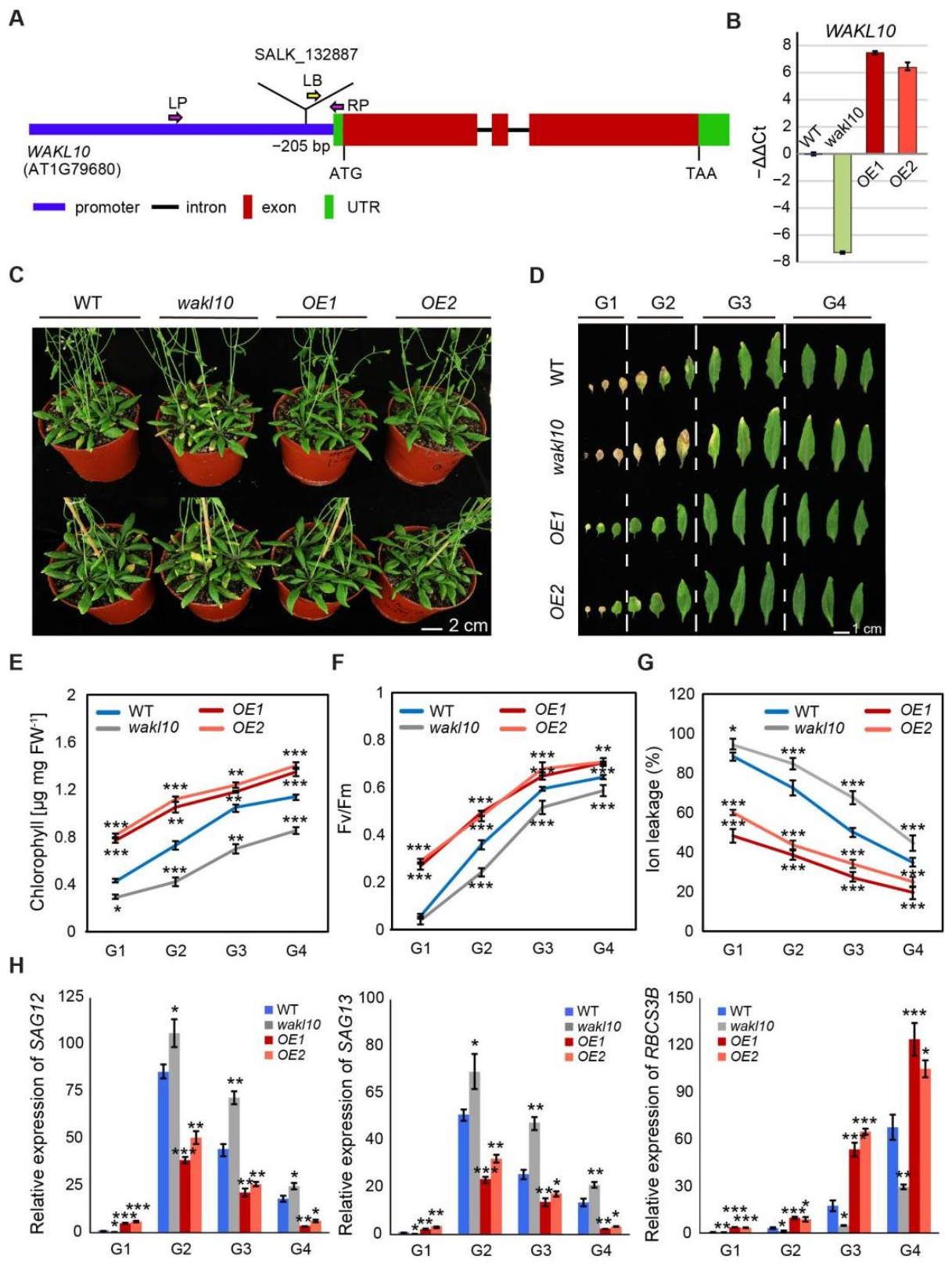 Ijms 22 04885 g004 Ijms 22 04885 g004