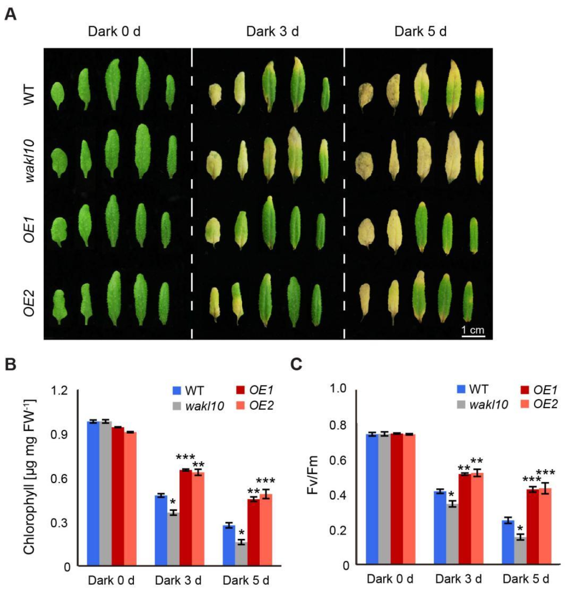 Ijms 22 04885 g006 Ijms 22 04885 g006