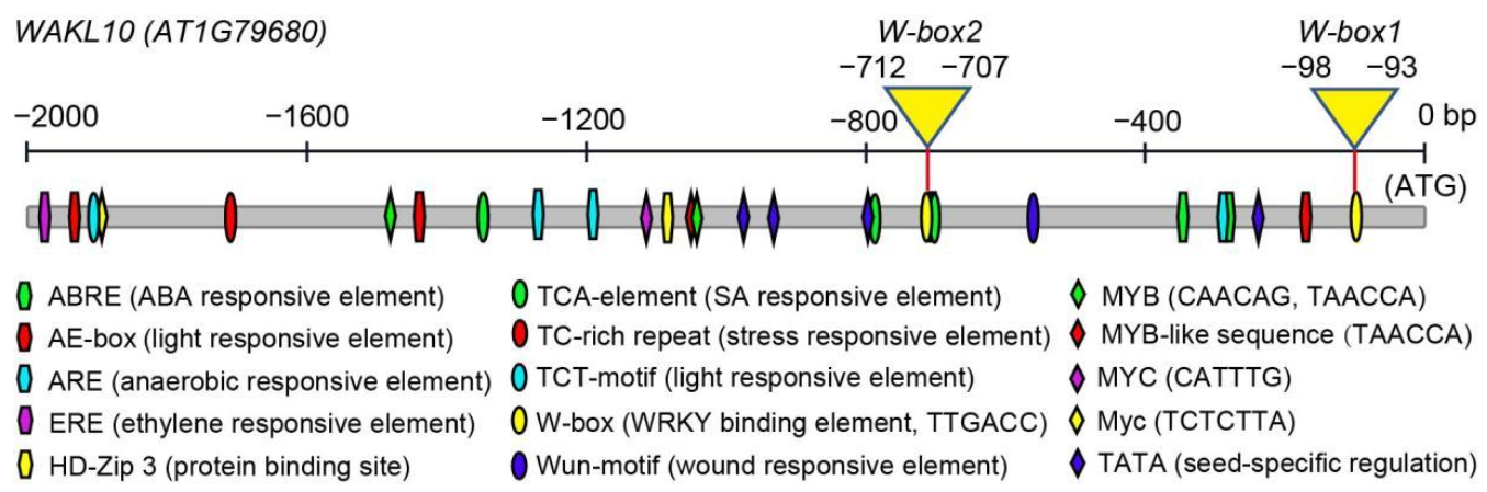 Ijms 22 04885 g007 Ijms 22 04885 g007