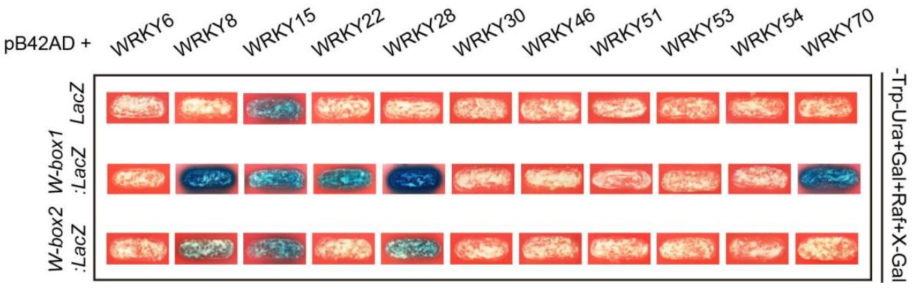 Ijms 22 04885 g010 Ijms 22 04885 g010