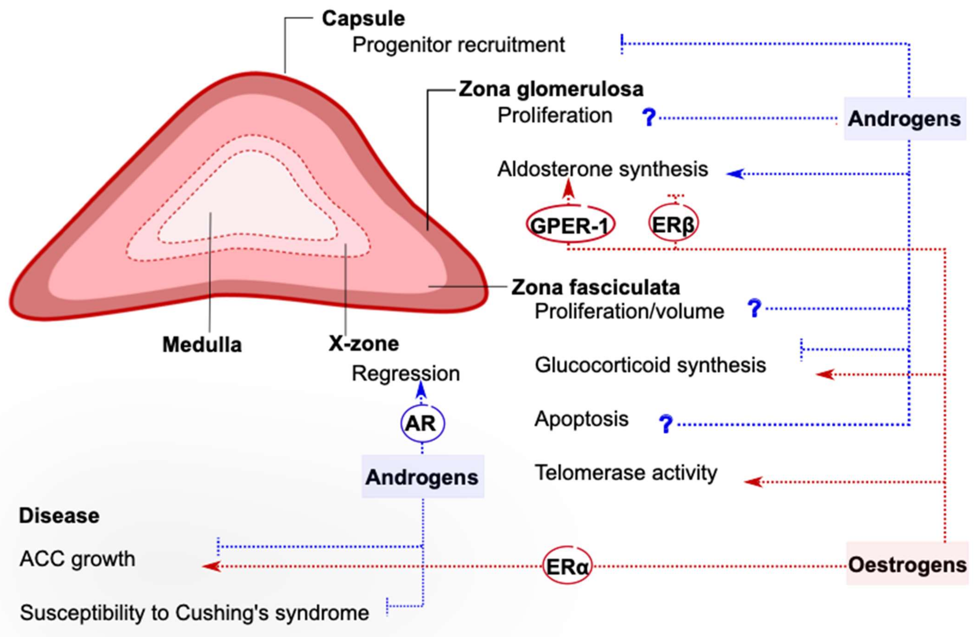 what hormones does the adrenal gland produce