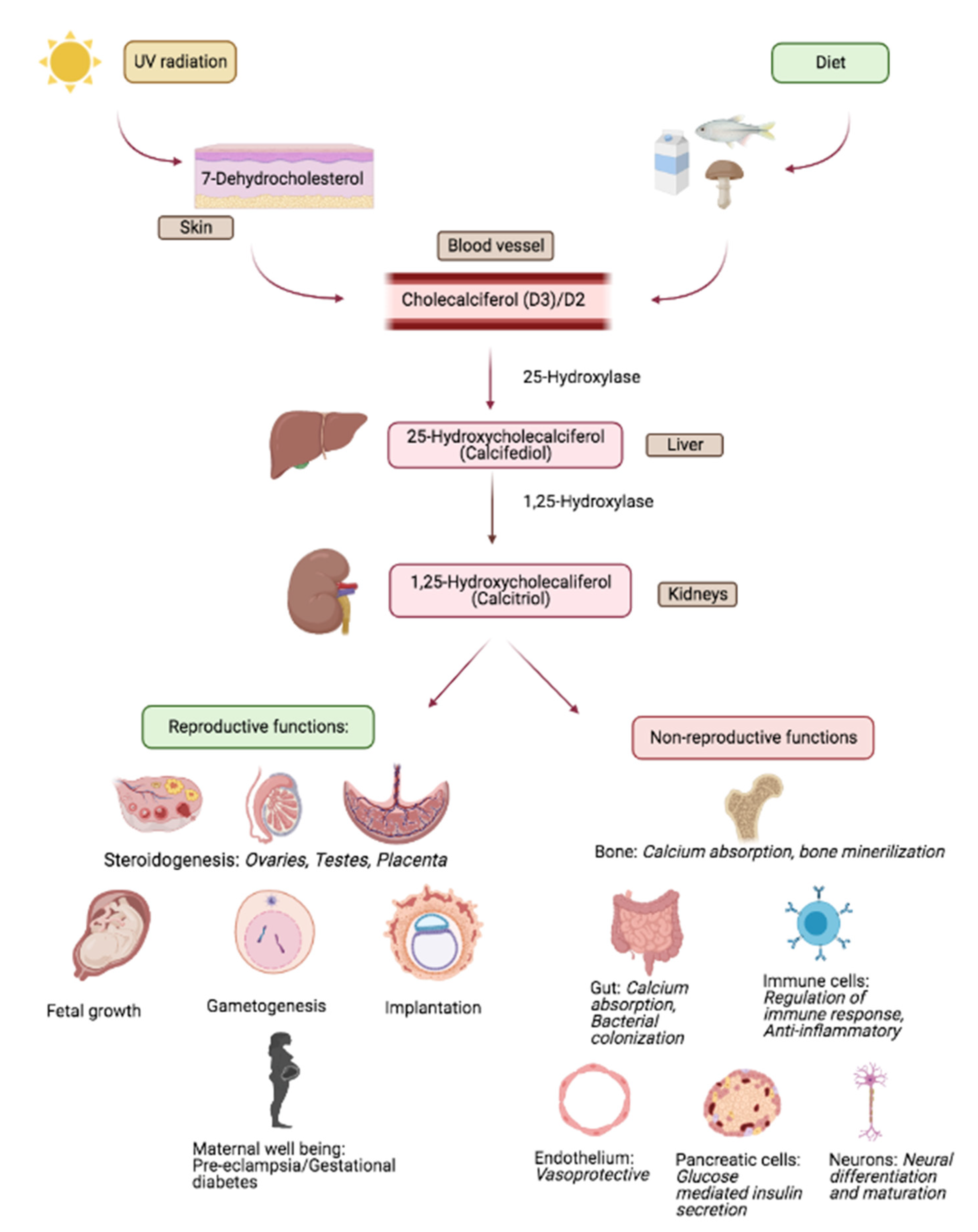 Melodic camouflage Team up with pcos vitamin d deficiency Modernization ...