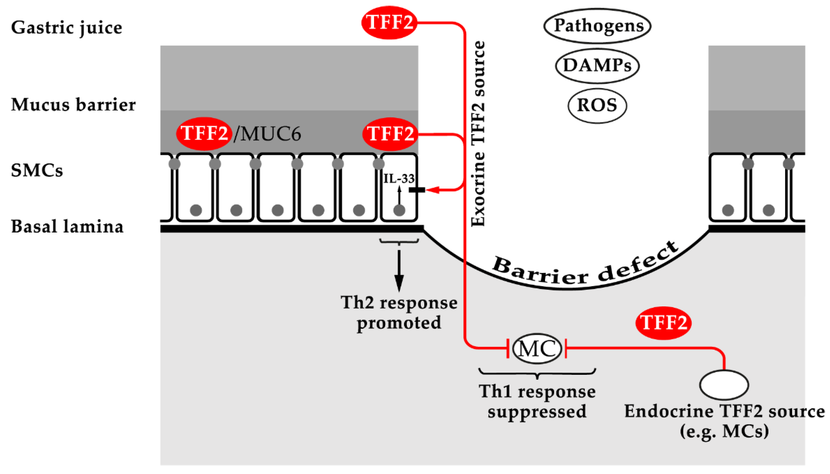 Ijms 22 04909 g003 Ijms 22 04909 g003