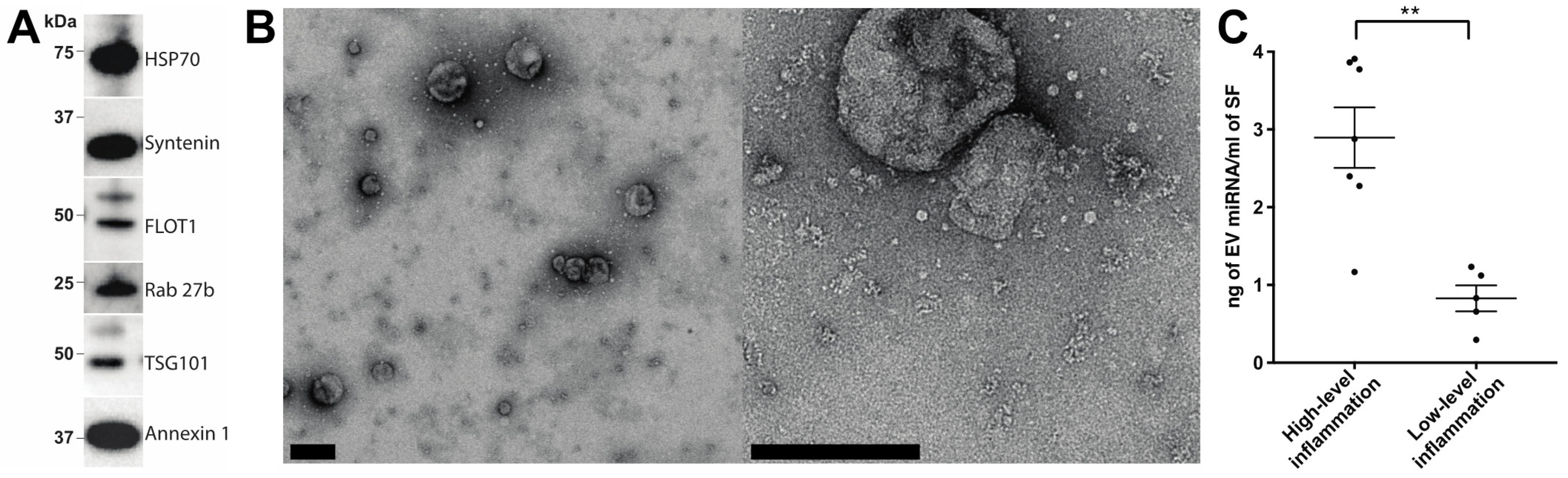 Ijms 22 04910 g001 Ijms 22 04910 g001