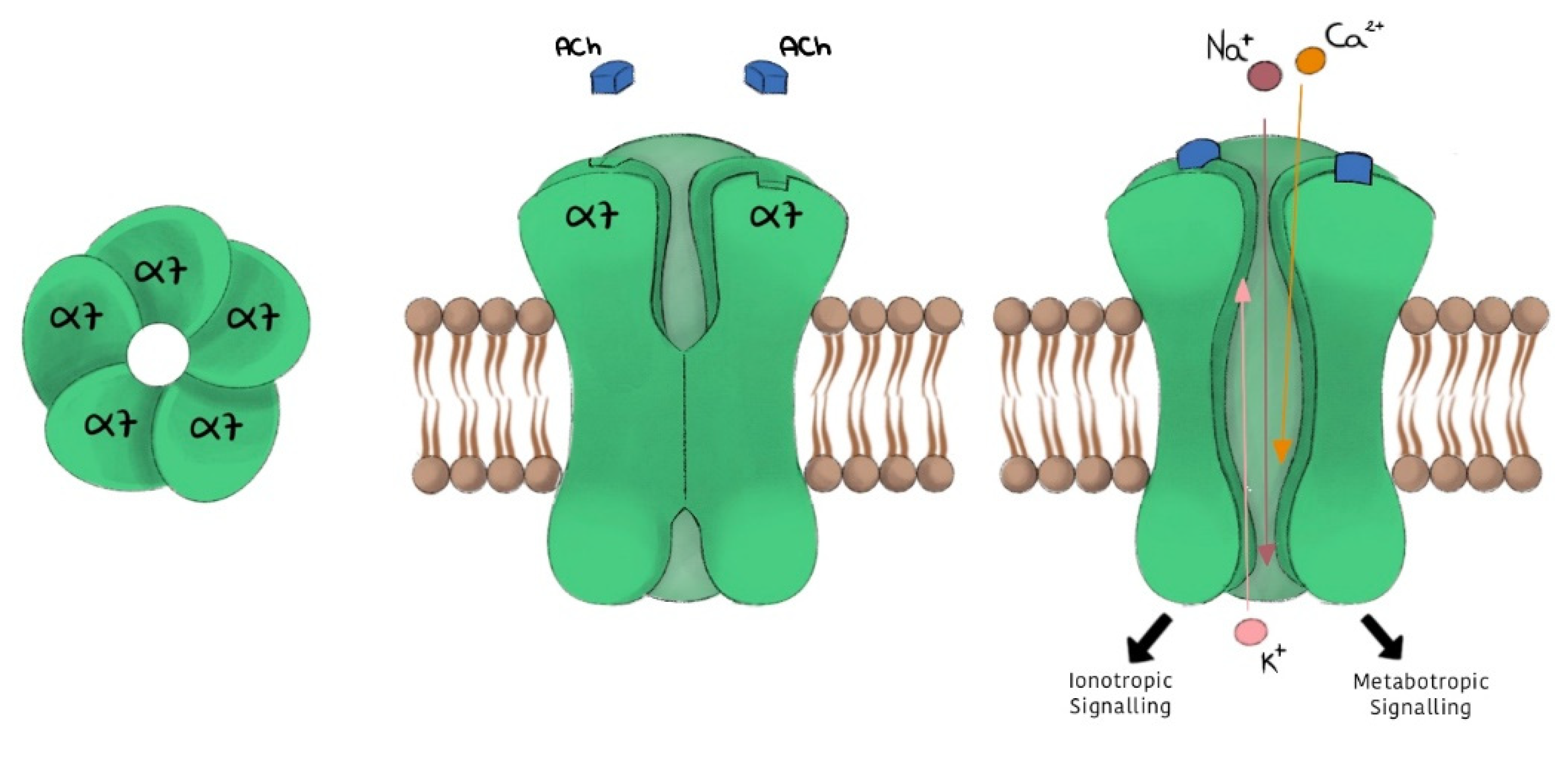 Ijms | free full-text | cholinergic modulation of neuroinflammation
