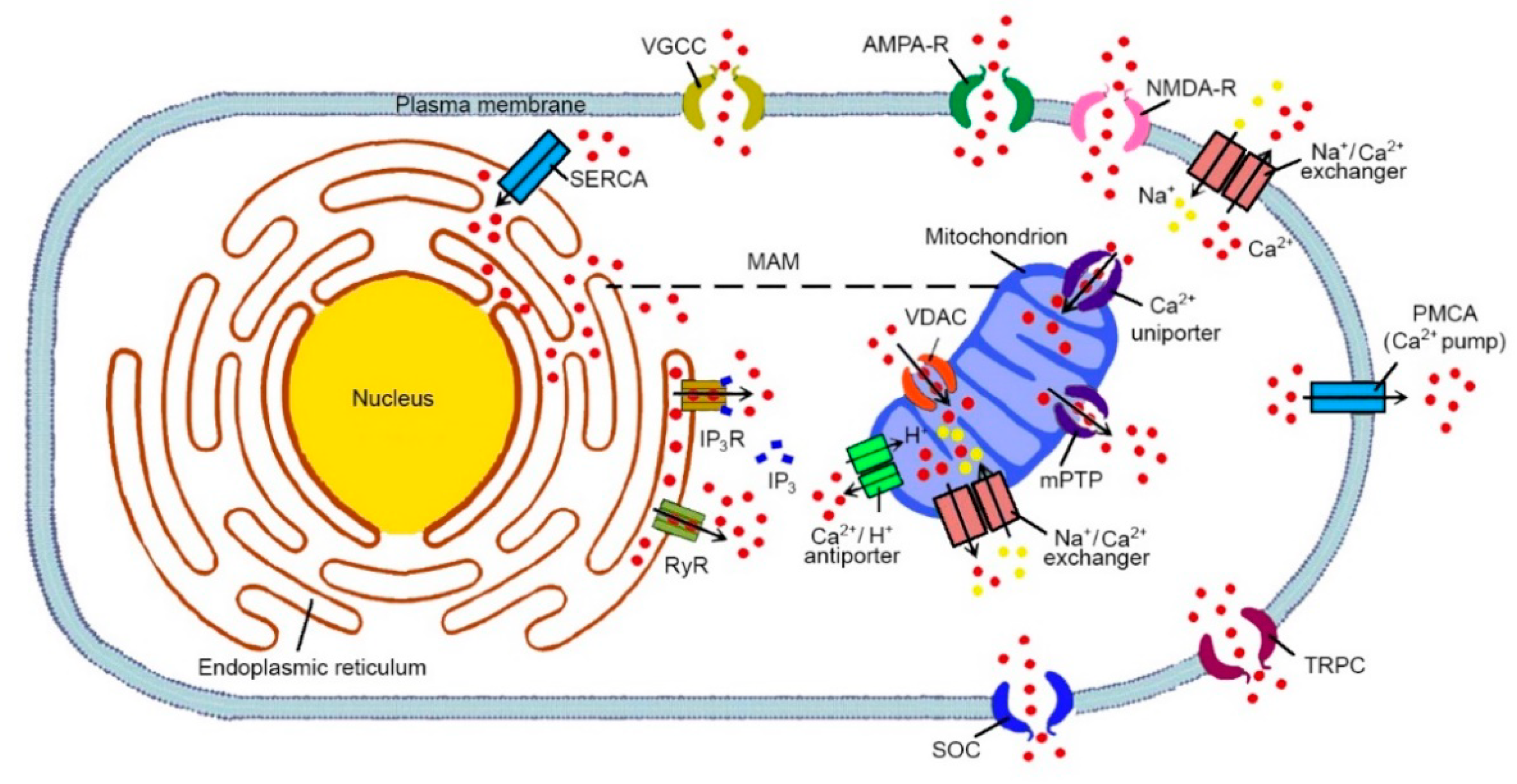 Ijms 22 04914 g001 Ijms 22 04914 g001