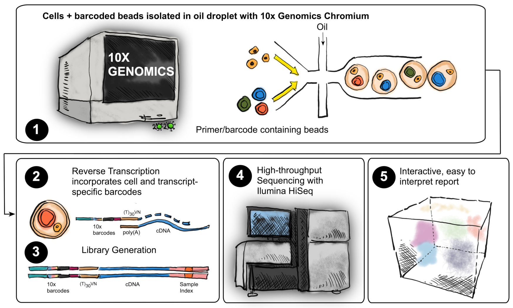 Ijms 22 04917 g013 Ijms 22 04917 g013