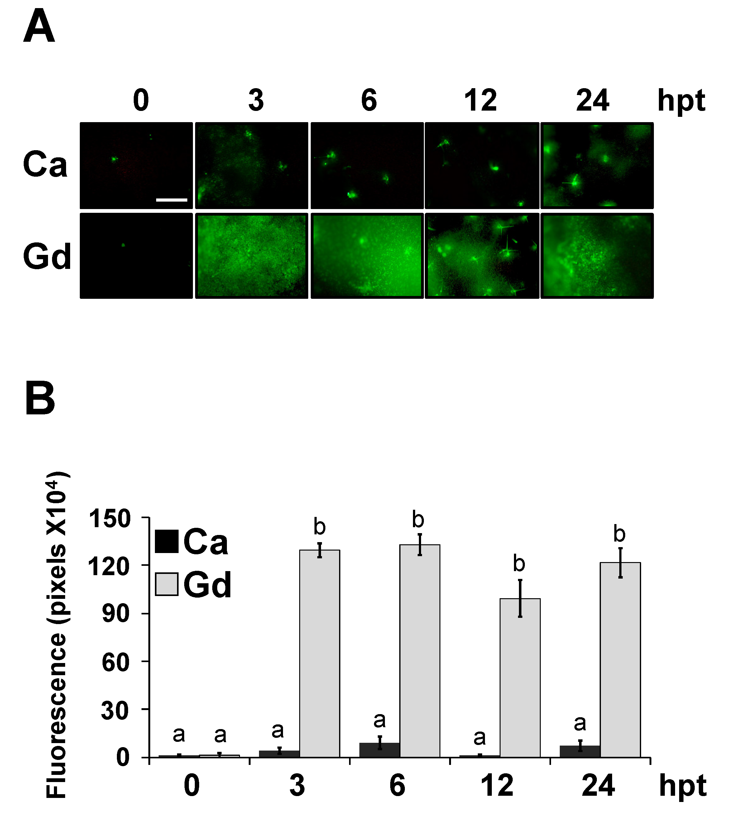 Ijms 22 04938 g005 Ijms 22 04938 g005