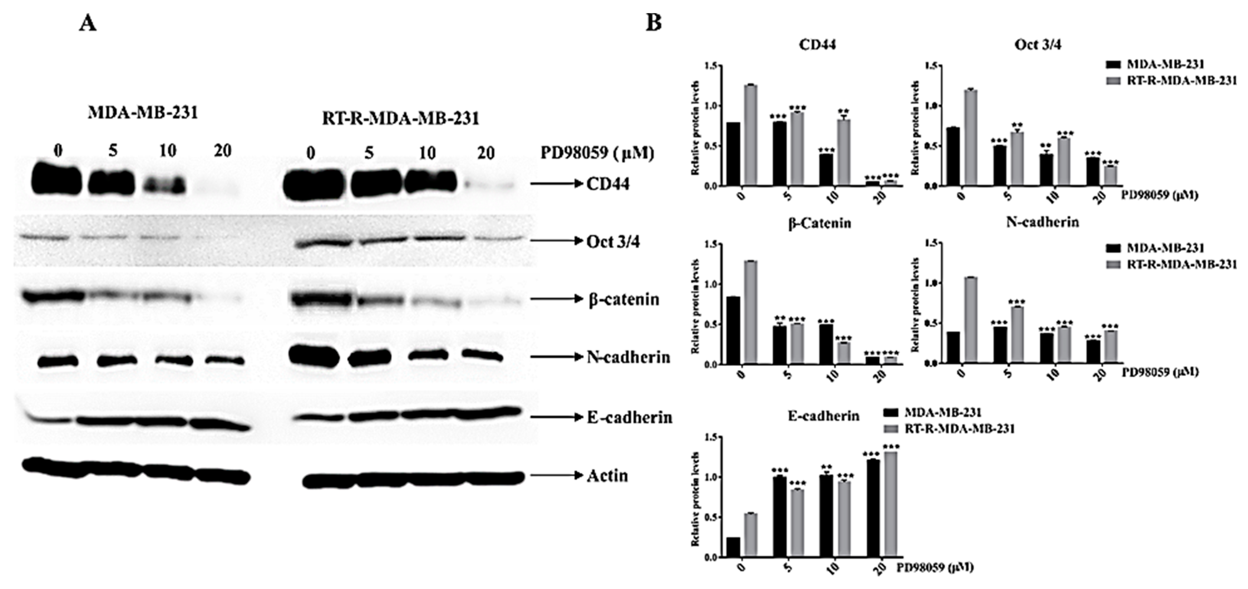 Ijms Free Full Text Activated Erk Signaling Is One Of The Major Hub Signals Related To The Acquisition Of Radiotherapy Resistant Mda Mb 231 Breast Cancer Cells Html