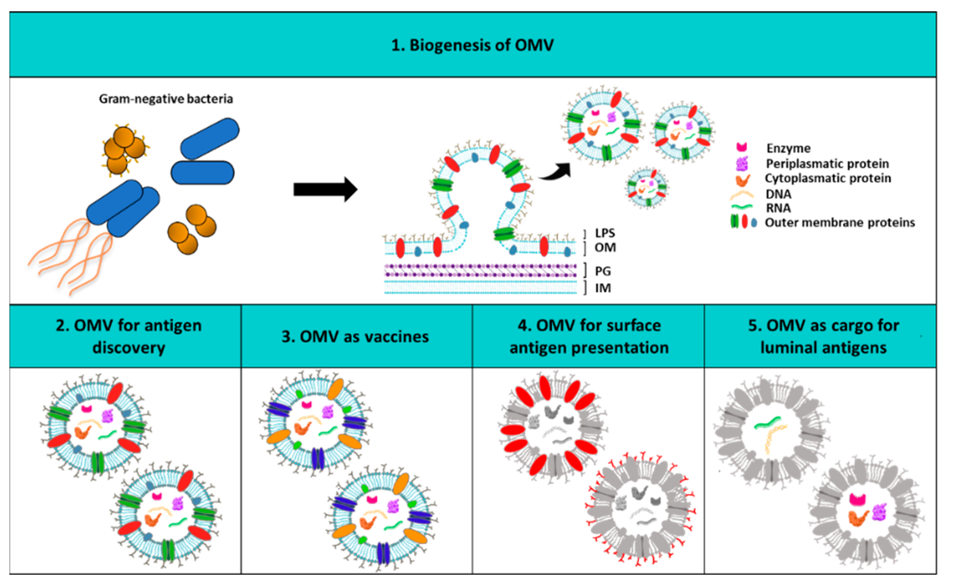 IJMS Free FullText Strategies to Tackle Antimicrobial Resistance