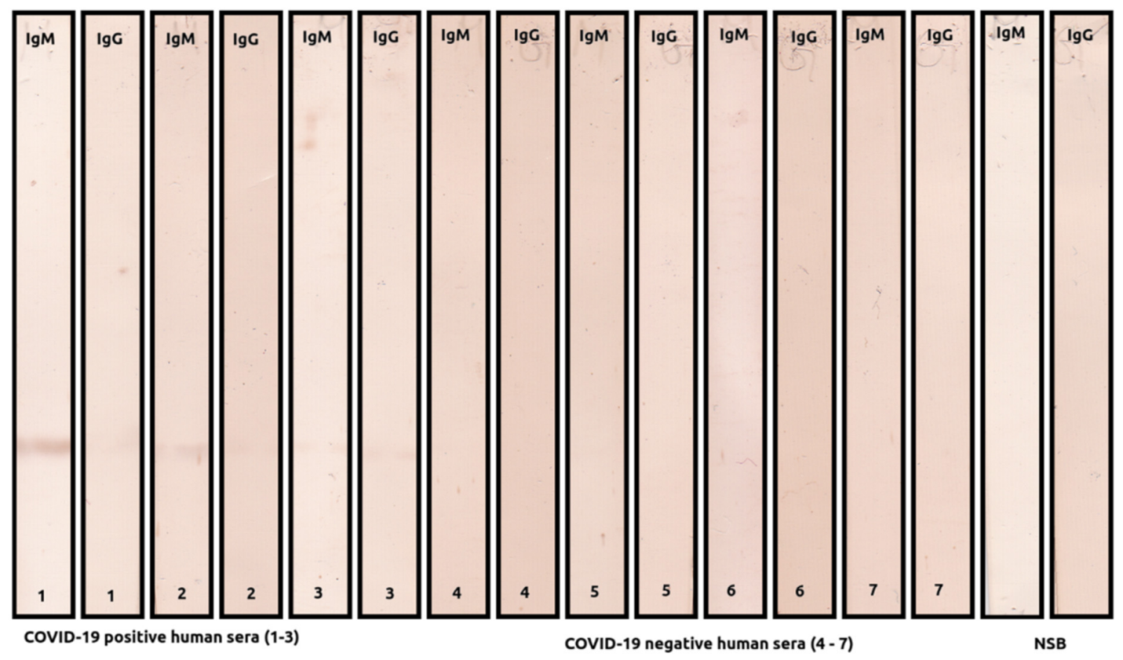 Ijms 22 04951 g003 Ijms 22 04951 g003