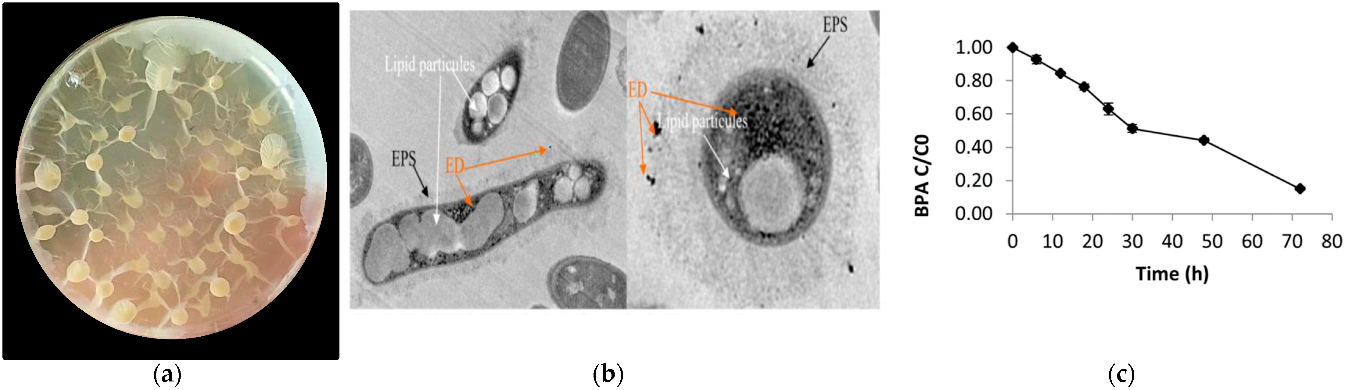 Ijms 22 04952 g002 Ijms 22 04952 g002