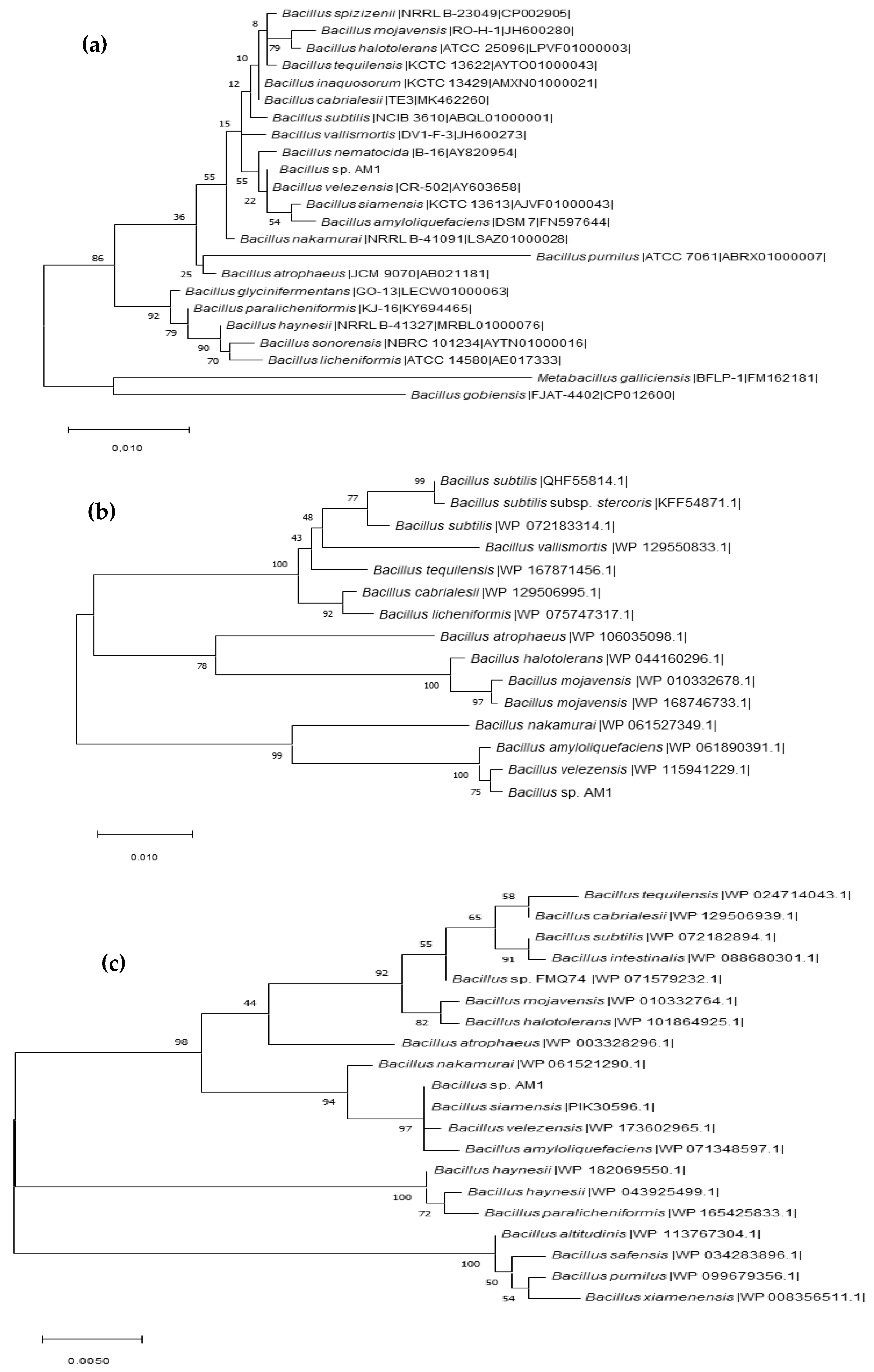 Ijms 22 04952 g003 Ijms 22 04952 g003