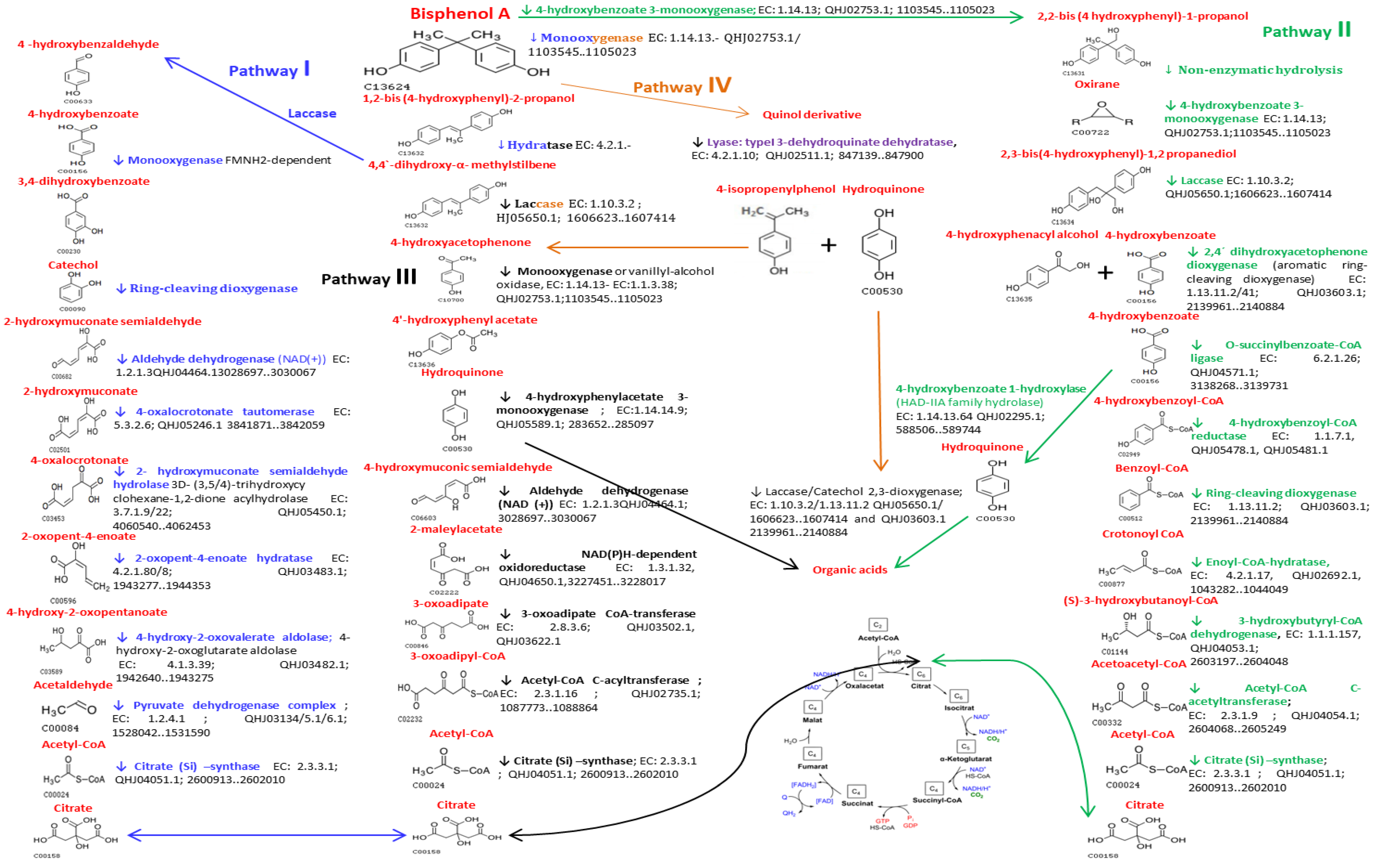Ijms 22 04952 g004 Ijms 22 04952 g004