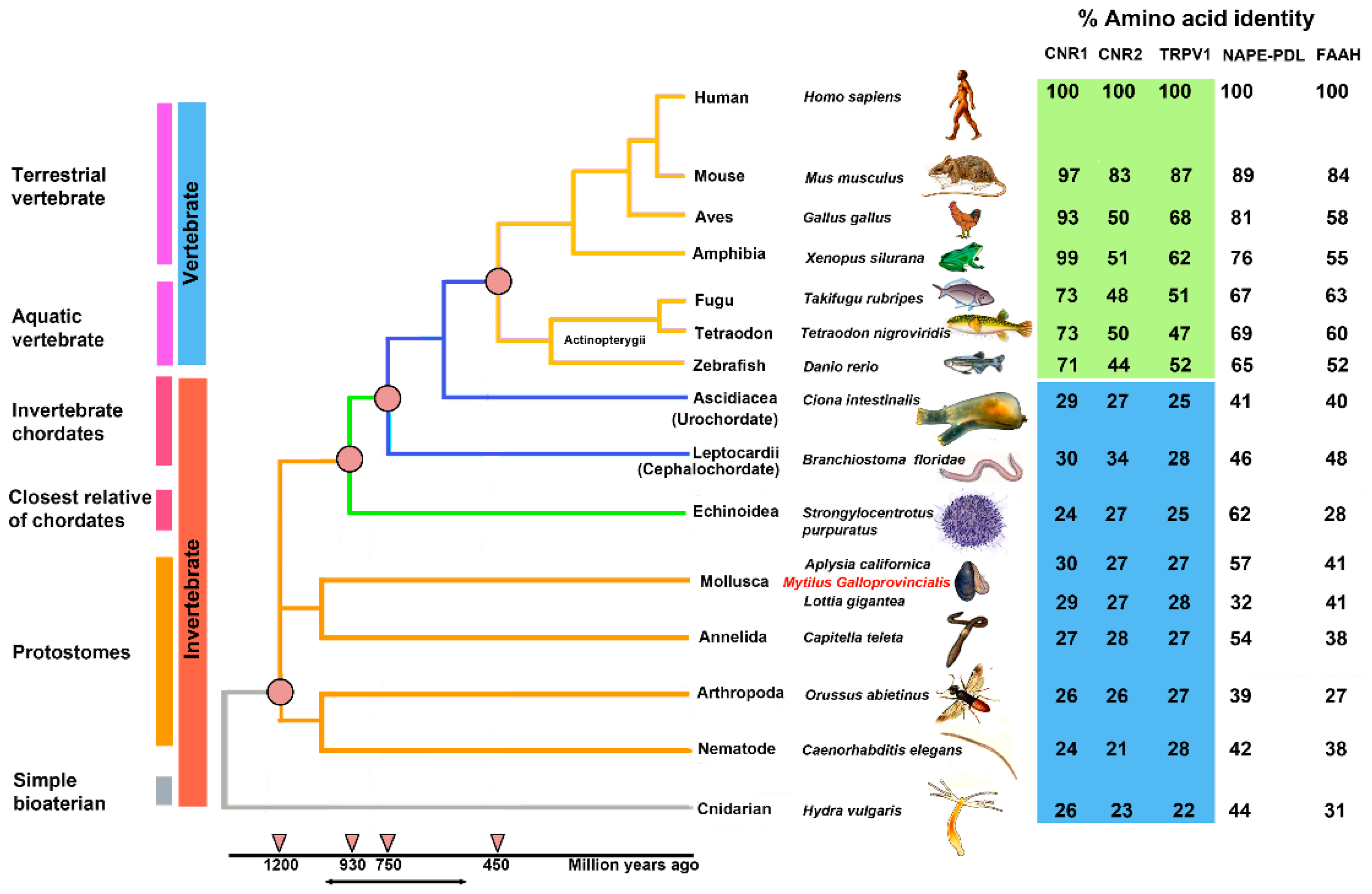 Ijms 22 04954 g002 Ijms 22 04954 g002