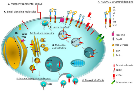 ADAM10 Site-Dependent Biology: Keeping Control of a Pervasive Protease