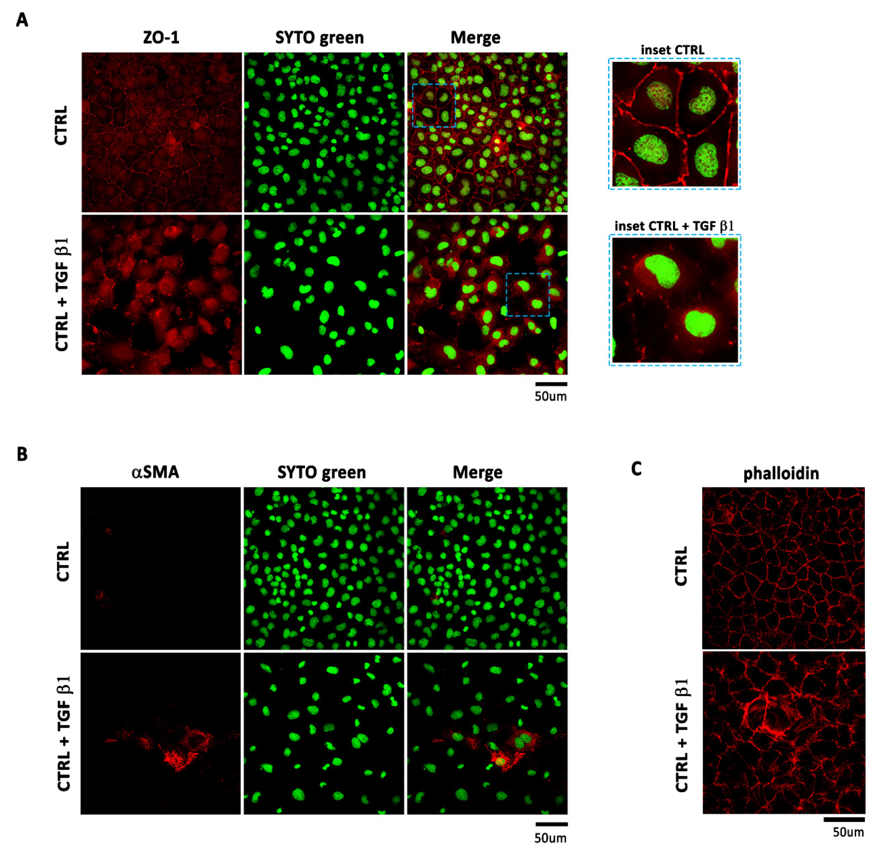 Ijms 22 04971 g002 Ijms 22 04971 g002