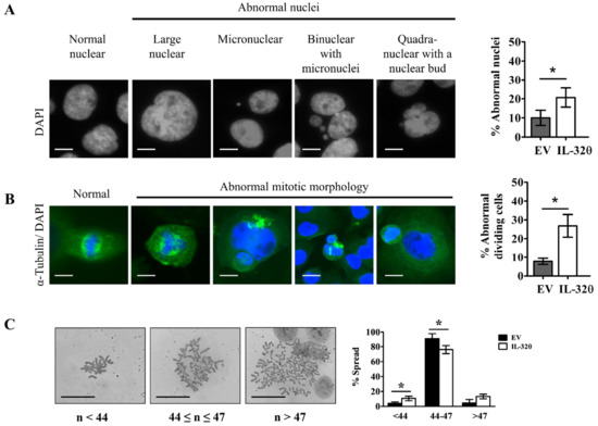 Interleukin-32θ Triggers Cellular Senescence and Reduces