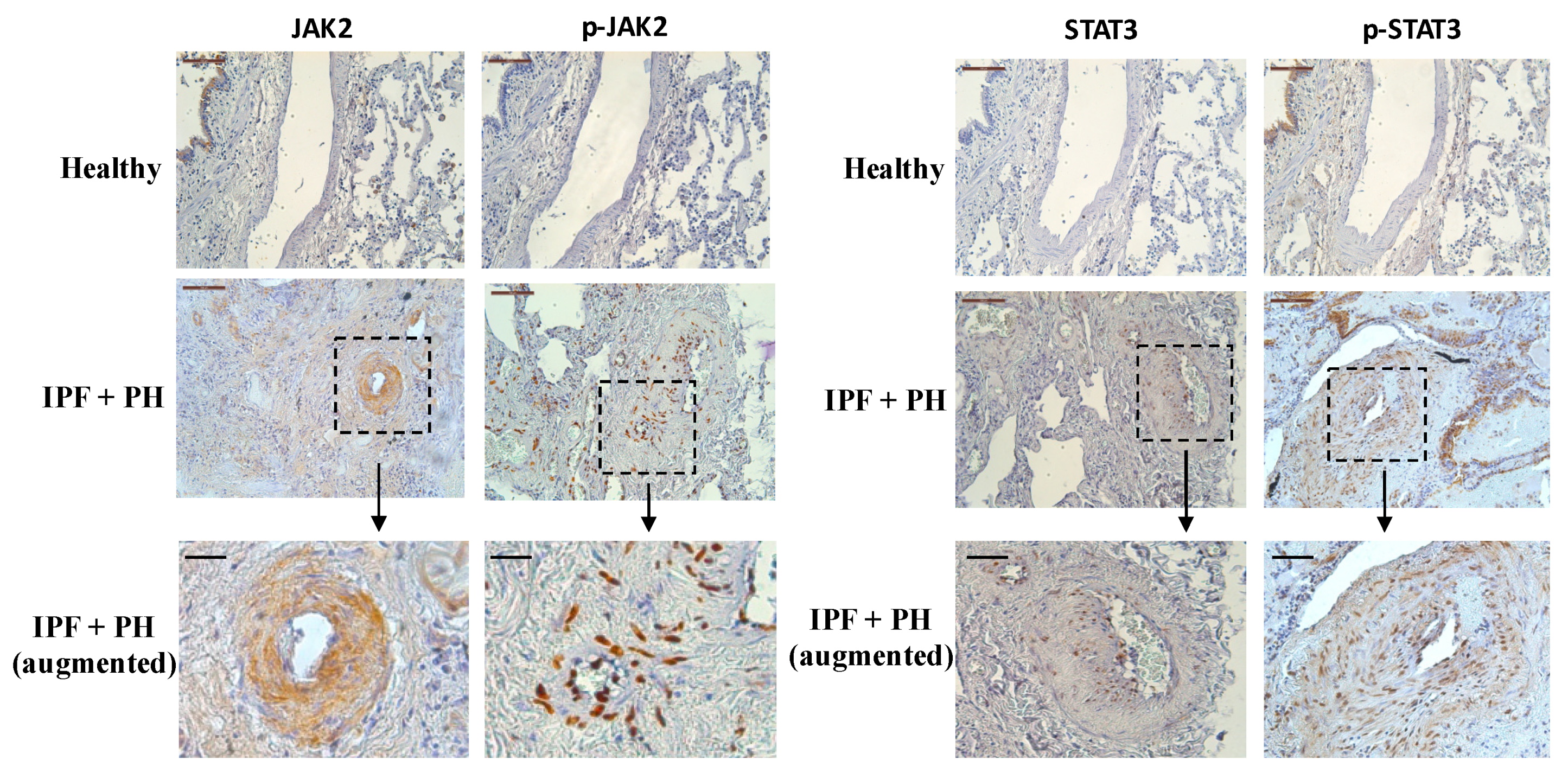 Ijms 22 04980 g001 Ijms 22 04980 g001