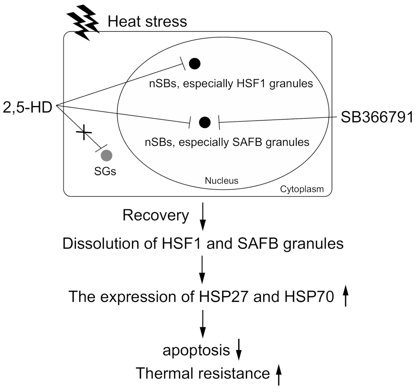 Ijms 22 04982 g007 Ijms 22 04982 g007