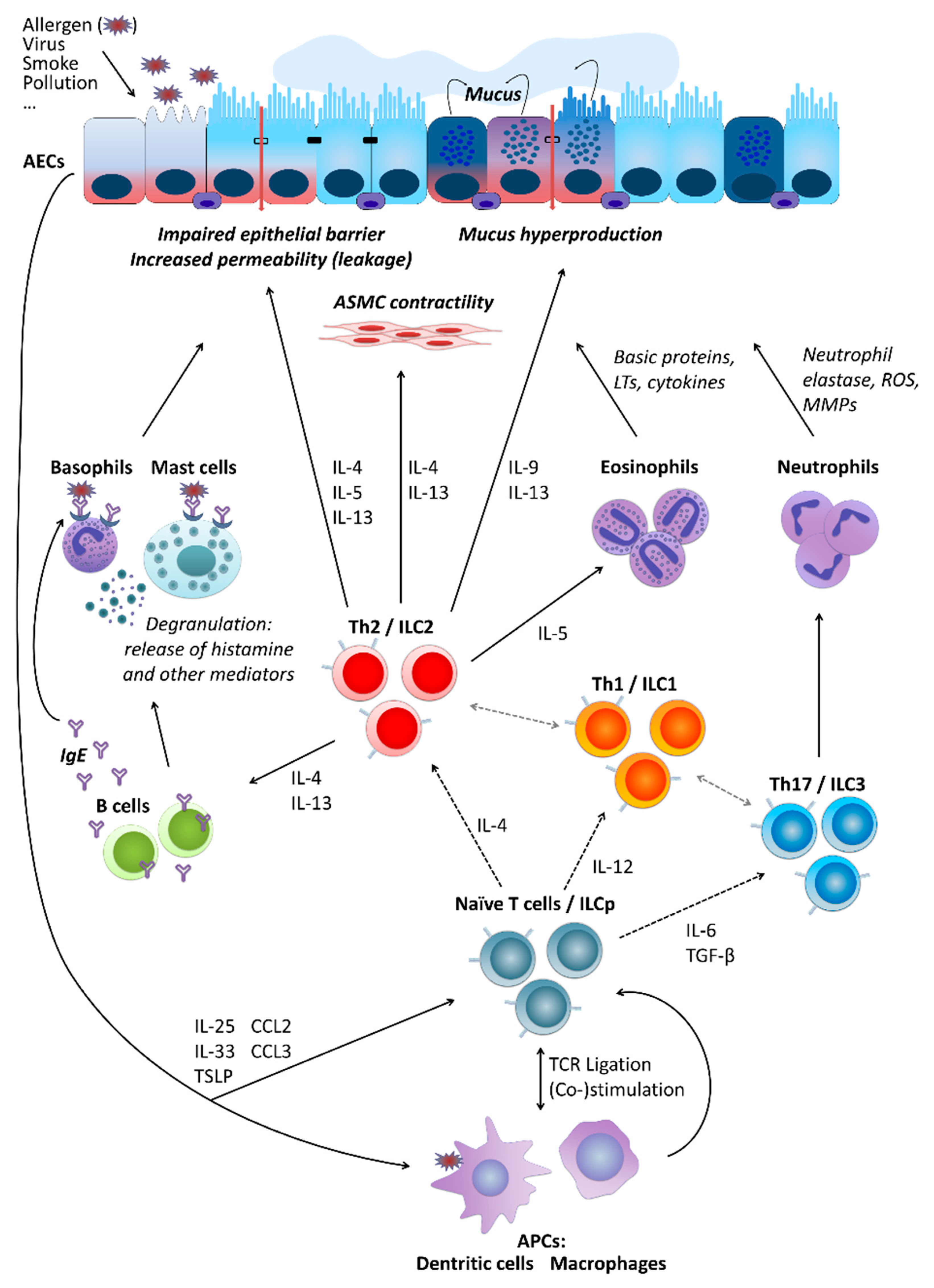 How LPS prevents or promotes development of asthma and allergic