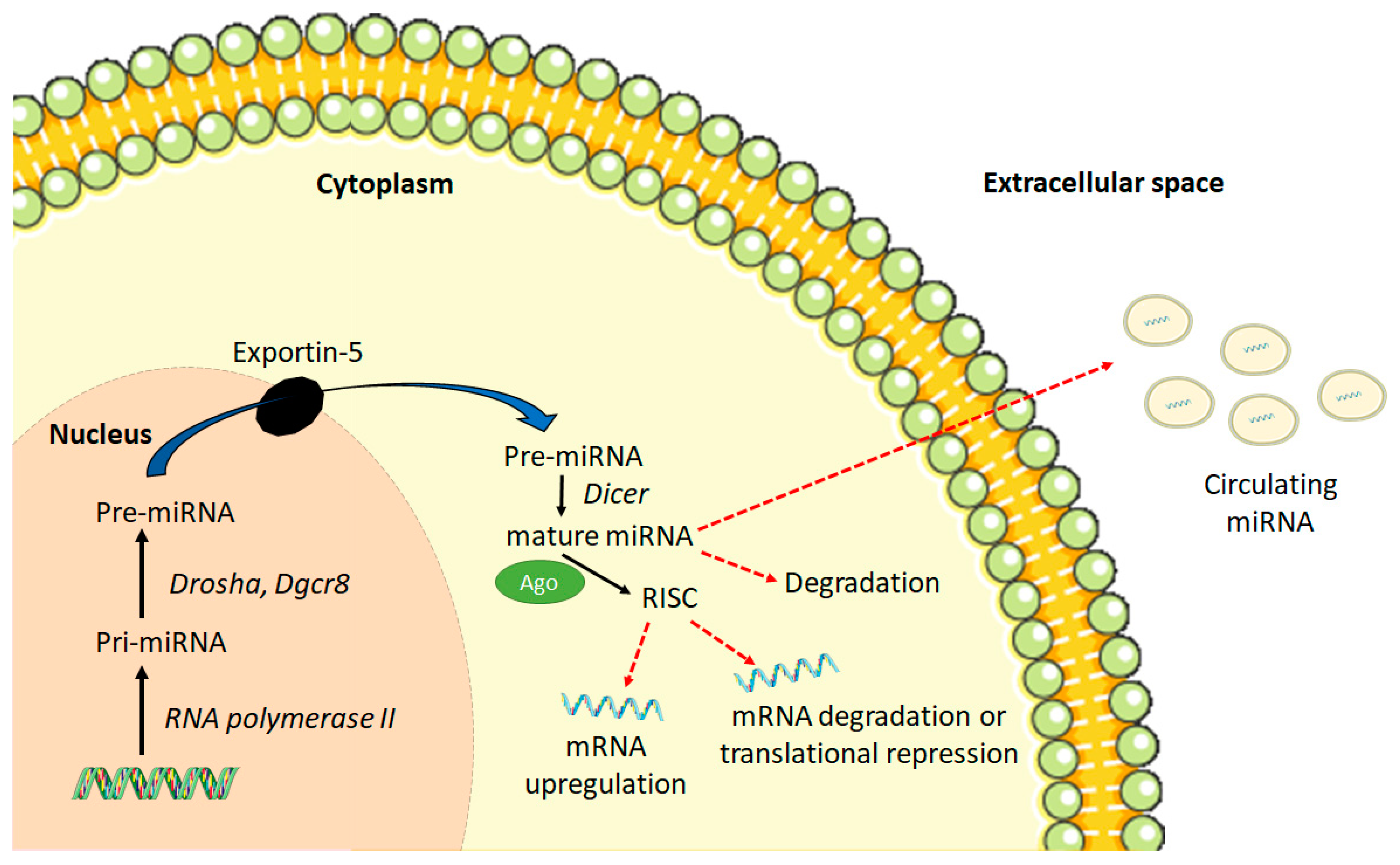 IJMS | Free Full-Text | A Brief Review on the Biology and Effects 
