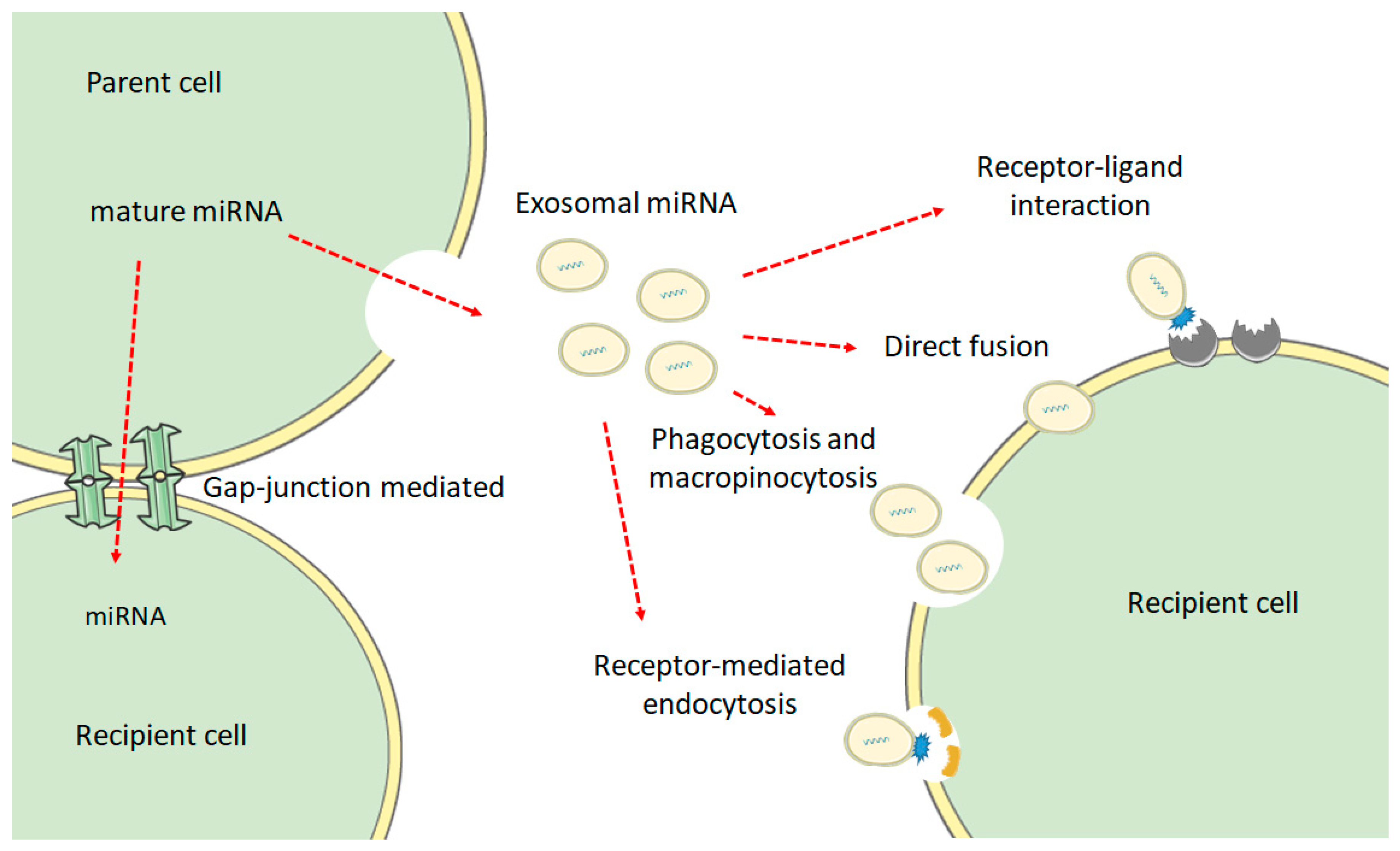 蔵 A Brief Review on the Biology and Effects of Cellular and