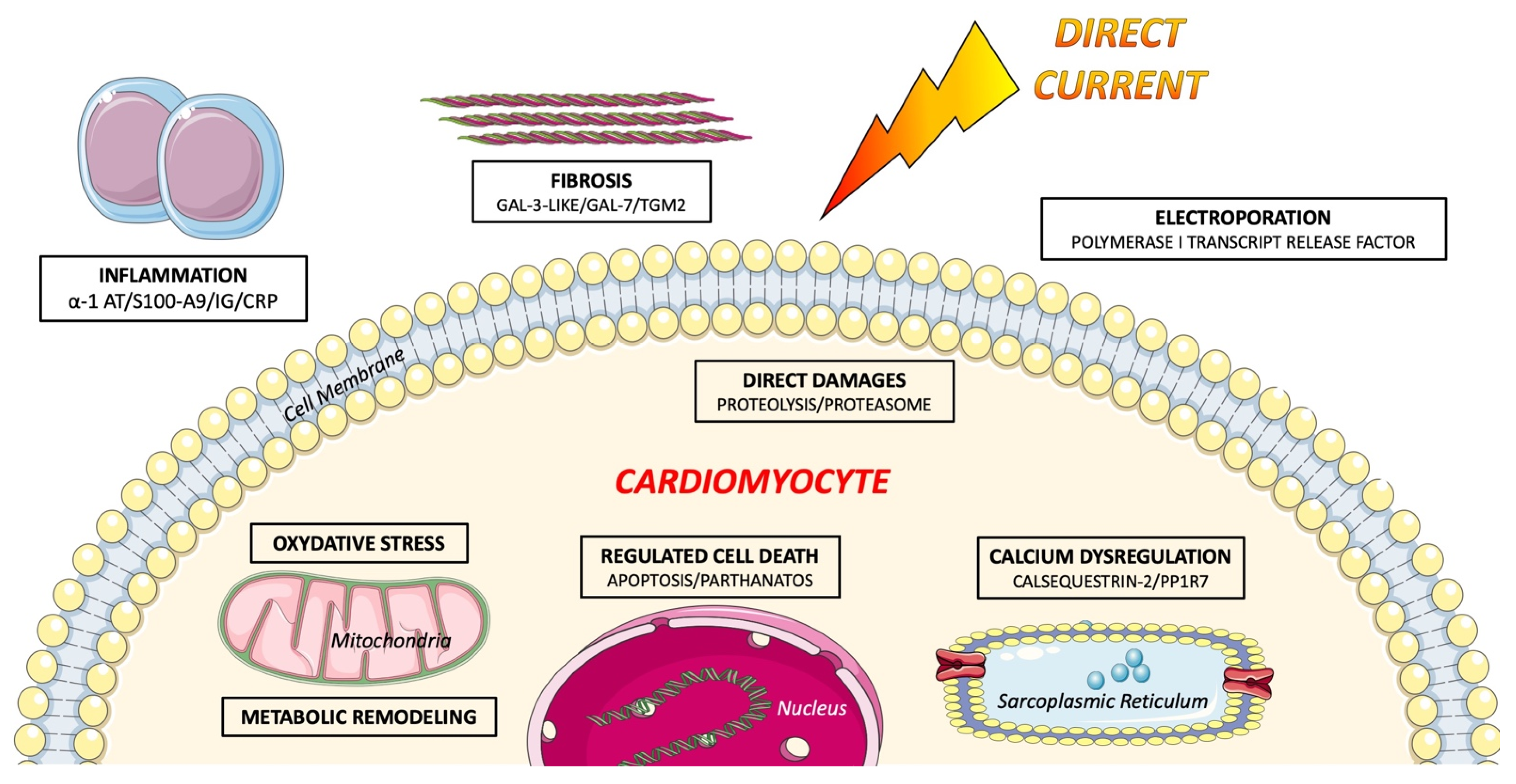 Ijms 22 05003 g003 Ijms 22 05003 g003