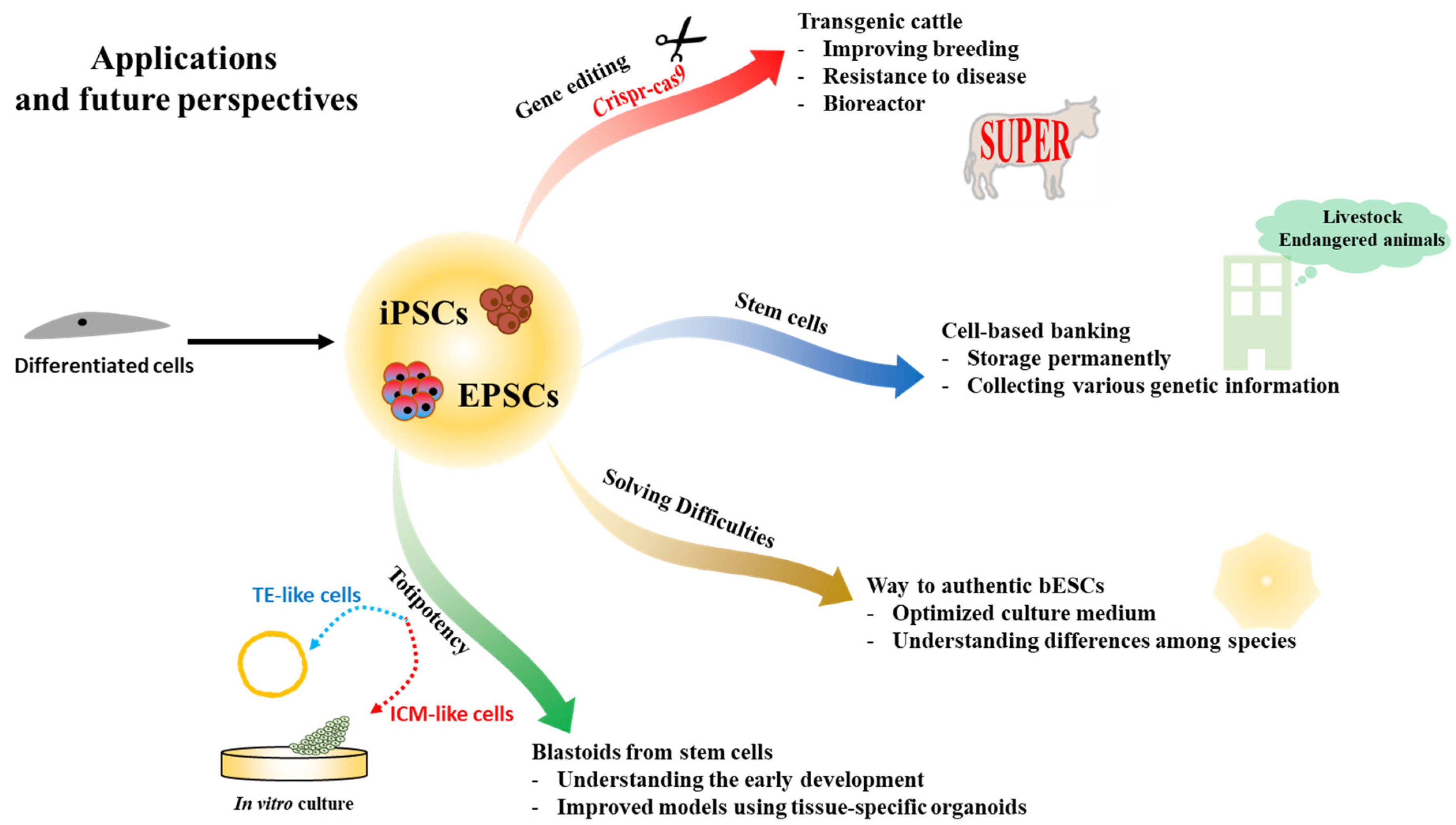 Ijms Free Full Text Strategy To Establish Embryo Derived Pluripotent Stem Cells In Cattle Html Ijms Free Full Text Strategy To Establish Embryo Derived Pluripotent Stem Cells In Cattle Html