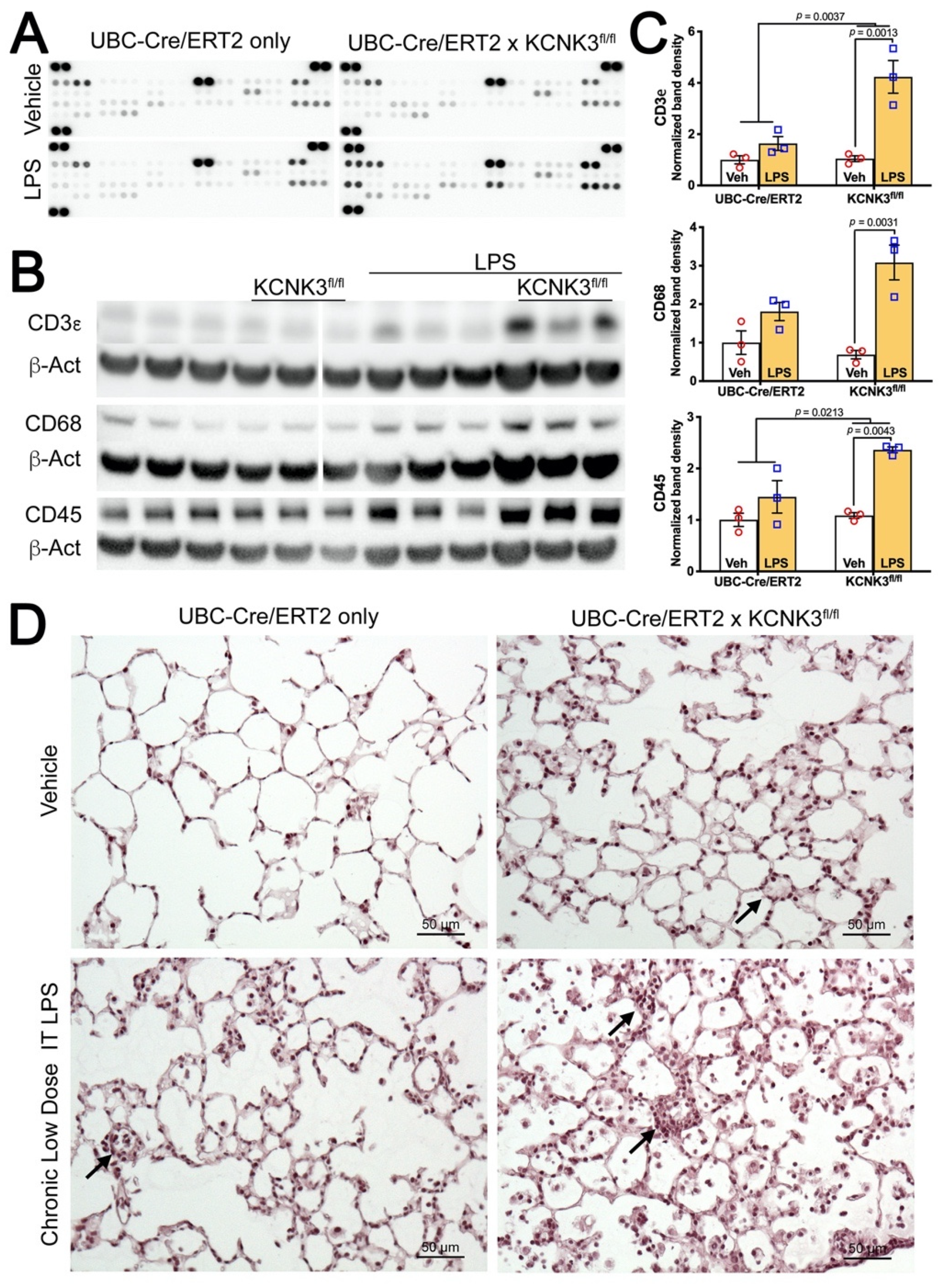 Ijms 22 05014 g005 Ijms 22 05014 g005
