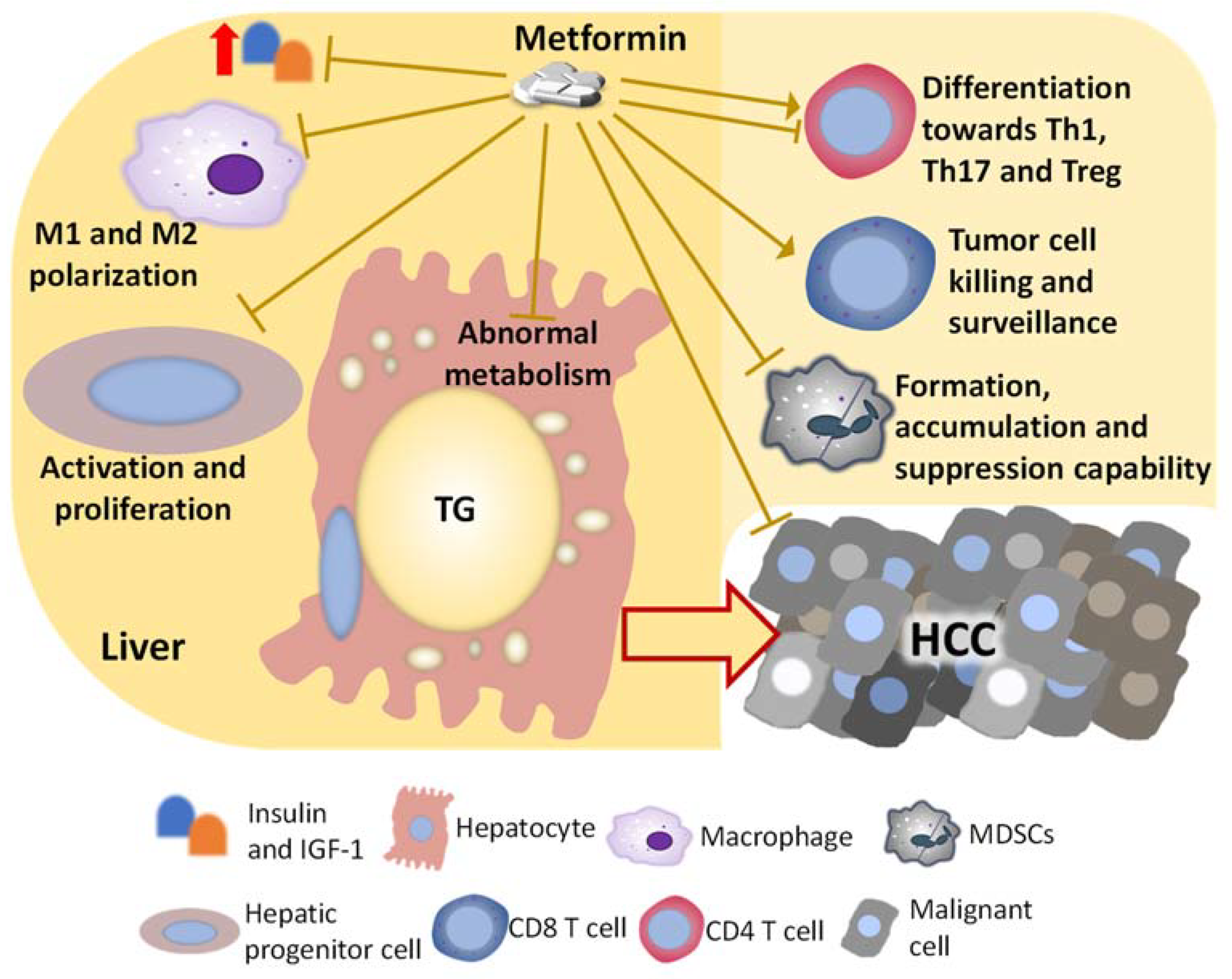 Ijms 22 05016 g002 Ijms 22 05016 g002