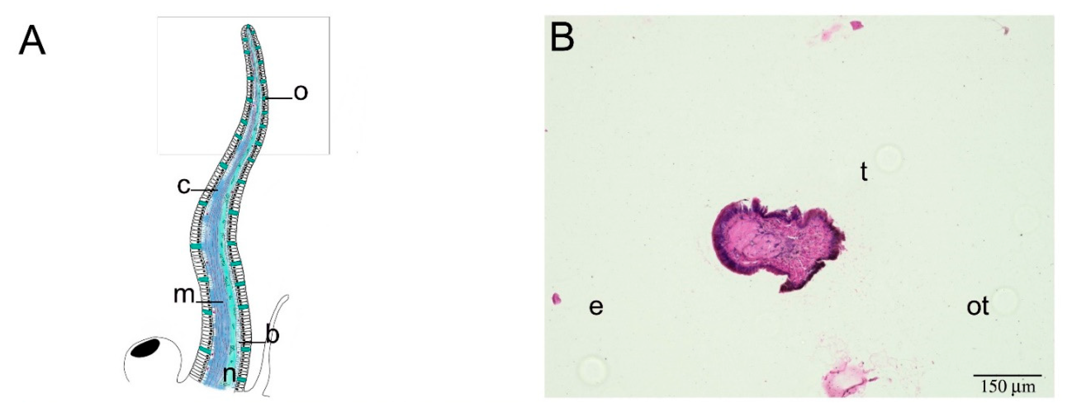 Ijms 22 05023 g002a Ijms 22 05023 g002a