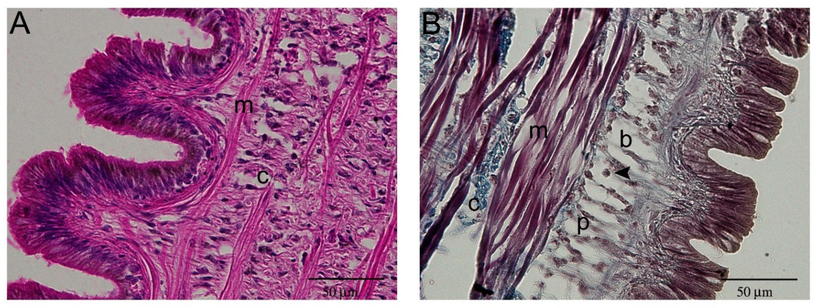 Ijms 22 05023 g004 Ijms 22 05023 g004