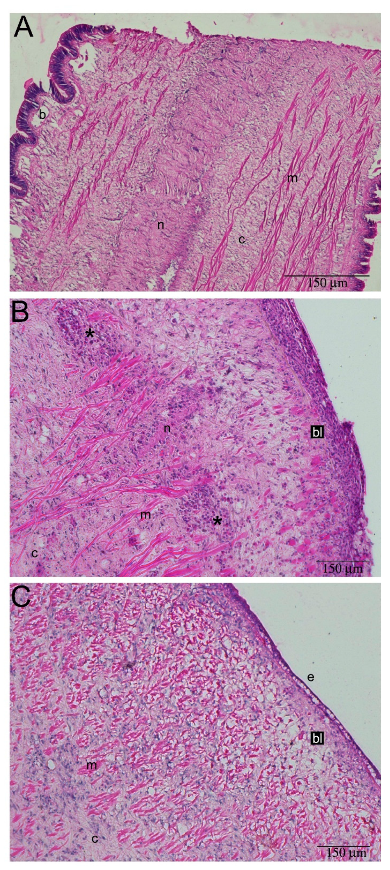 Ijms 22 05023 g006 Ijms 22 05023 g006