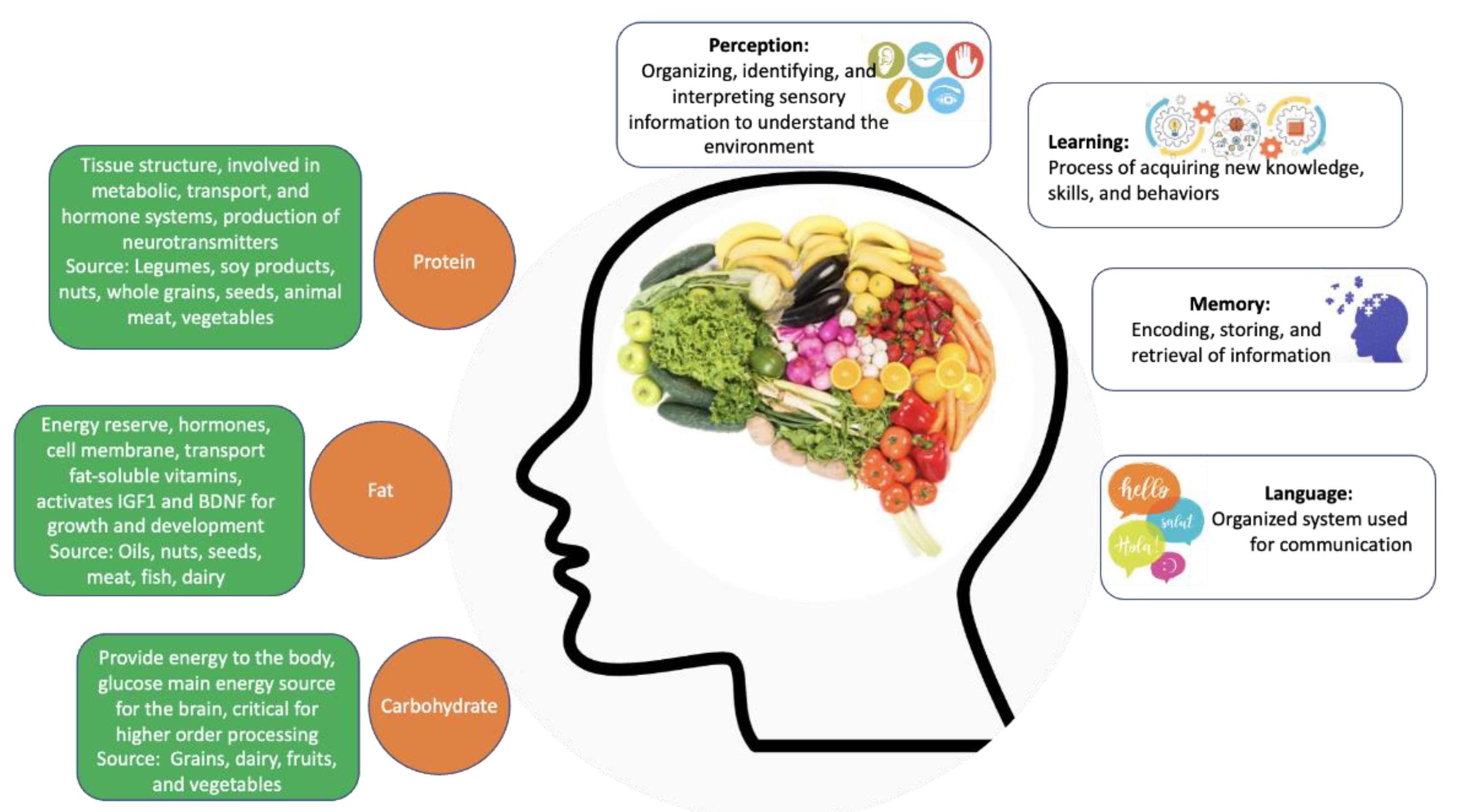 Protein and Brain Health: The Impact of Protein on Cognitive Function