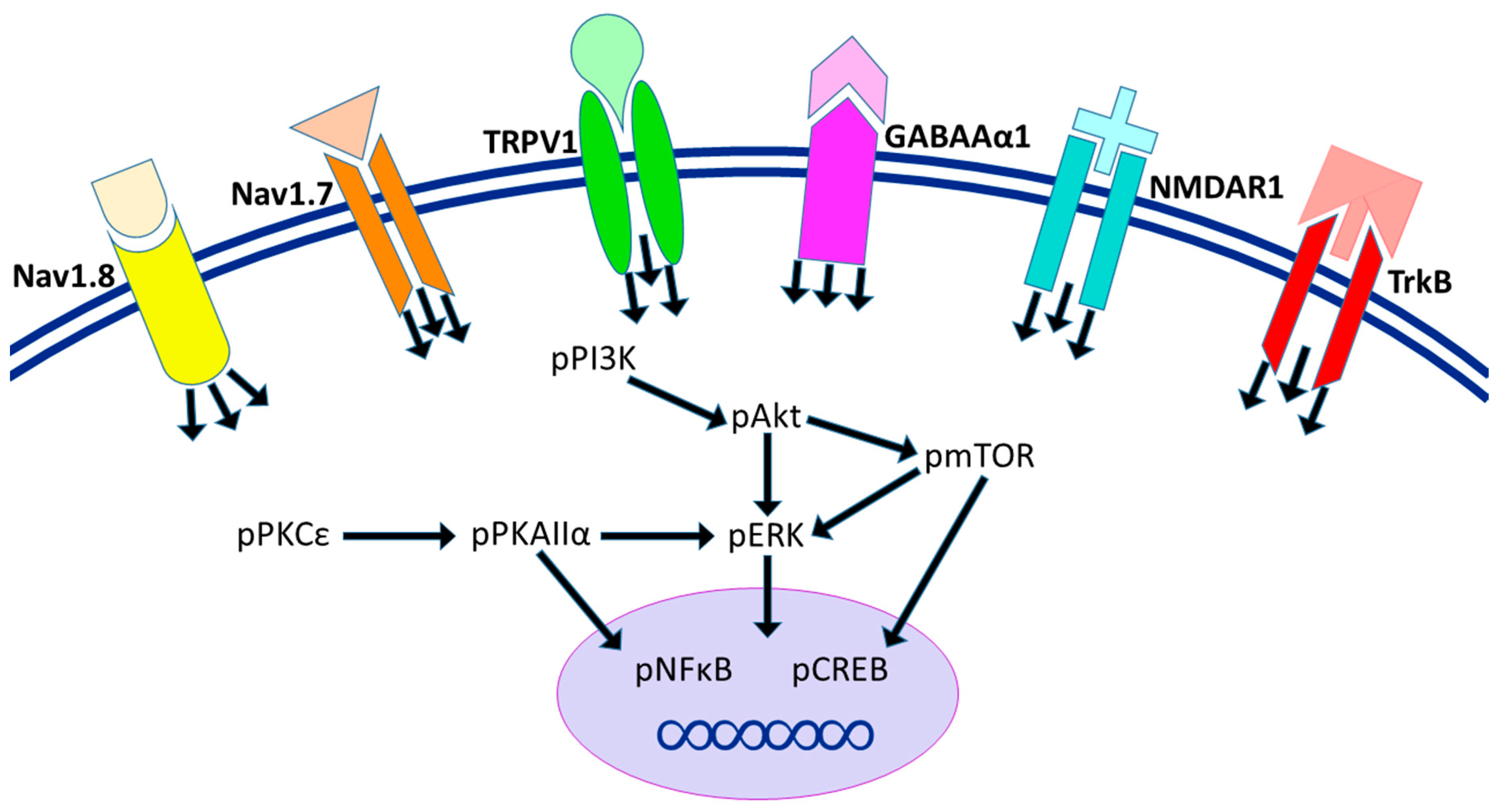 Ijms 22 05028 g007 Ijms 22 05028 g007