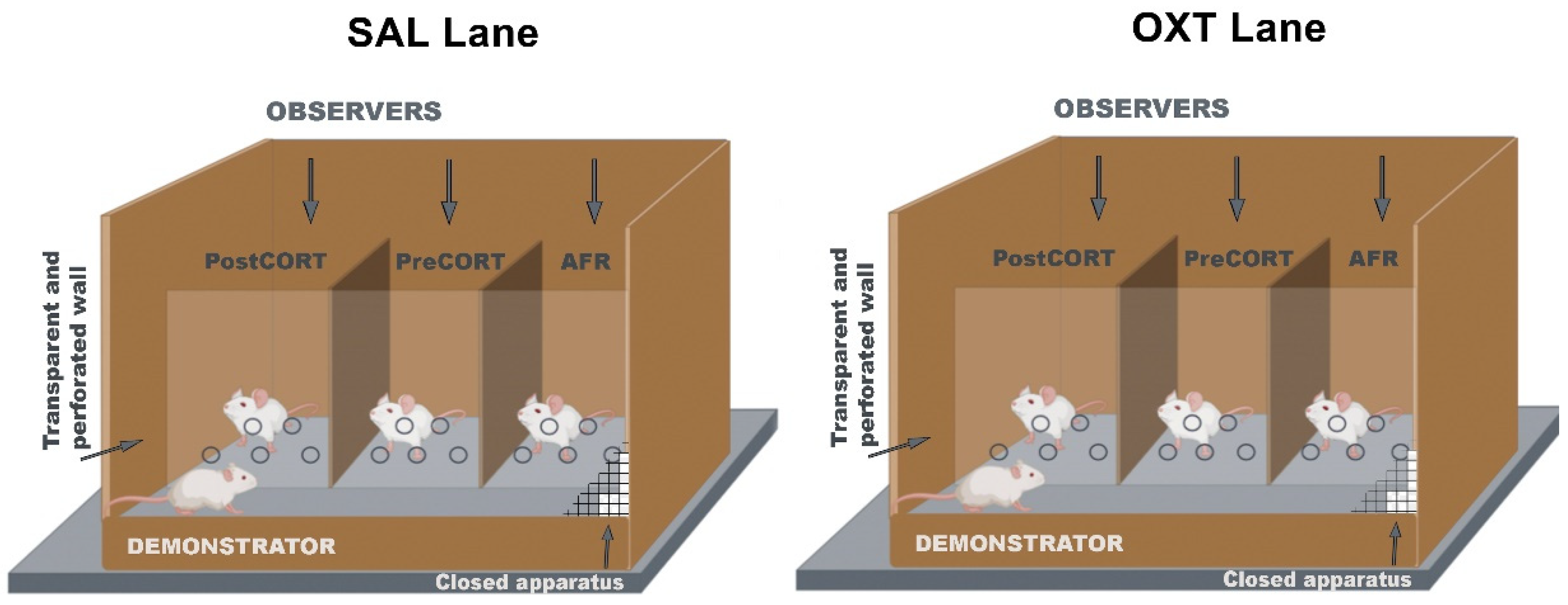 Ijms 22 05039 g019 Ijms 22 05039 g019