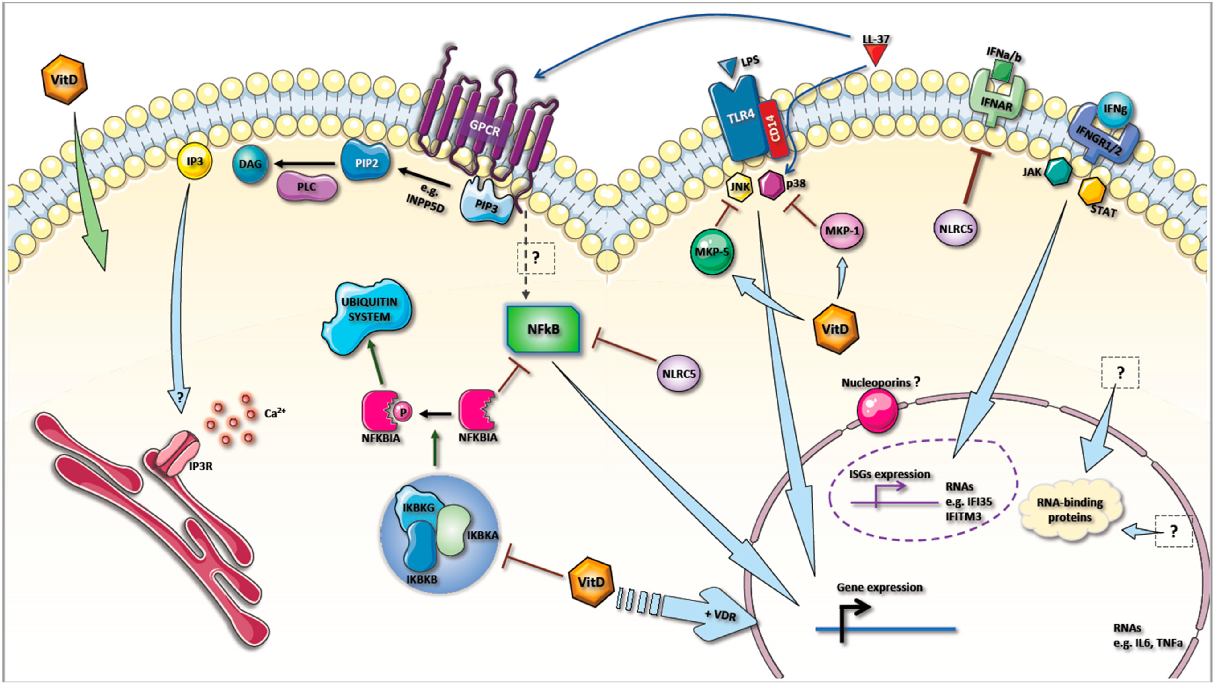 Ijms 22 05041 g006 Ijms 22 05041 g006
