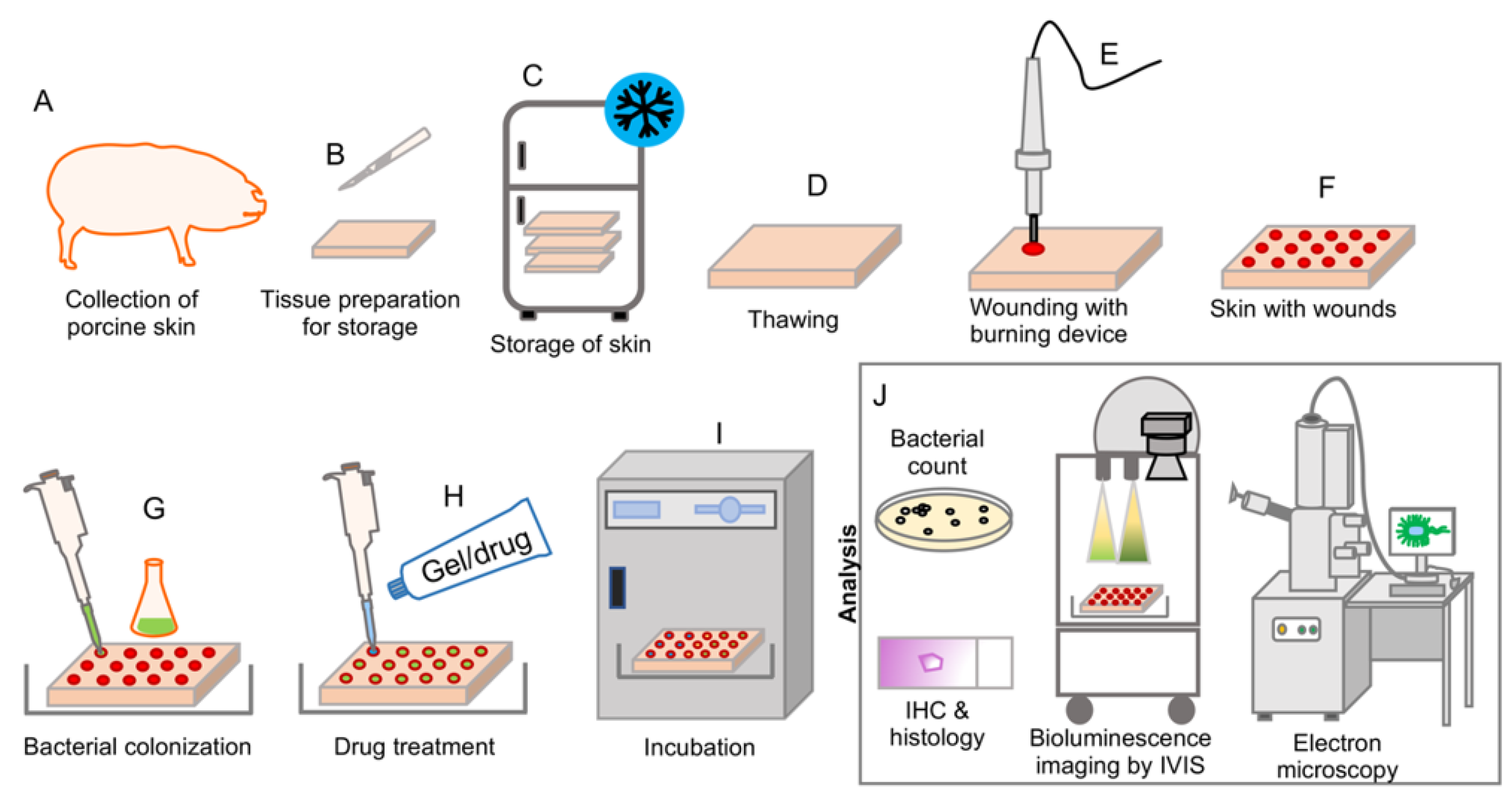 Researchers use skin-colonizing bacteria to create a topical cancer therapy  in mice, News Center