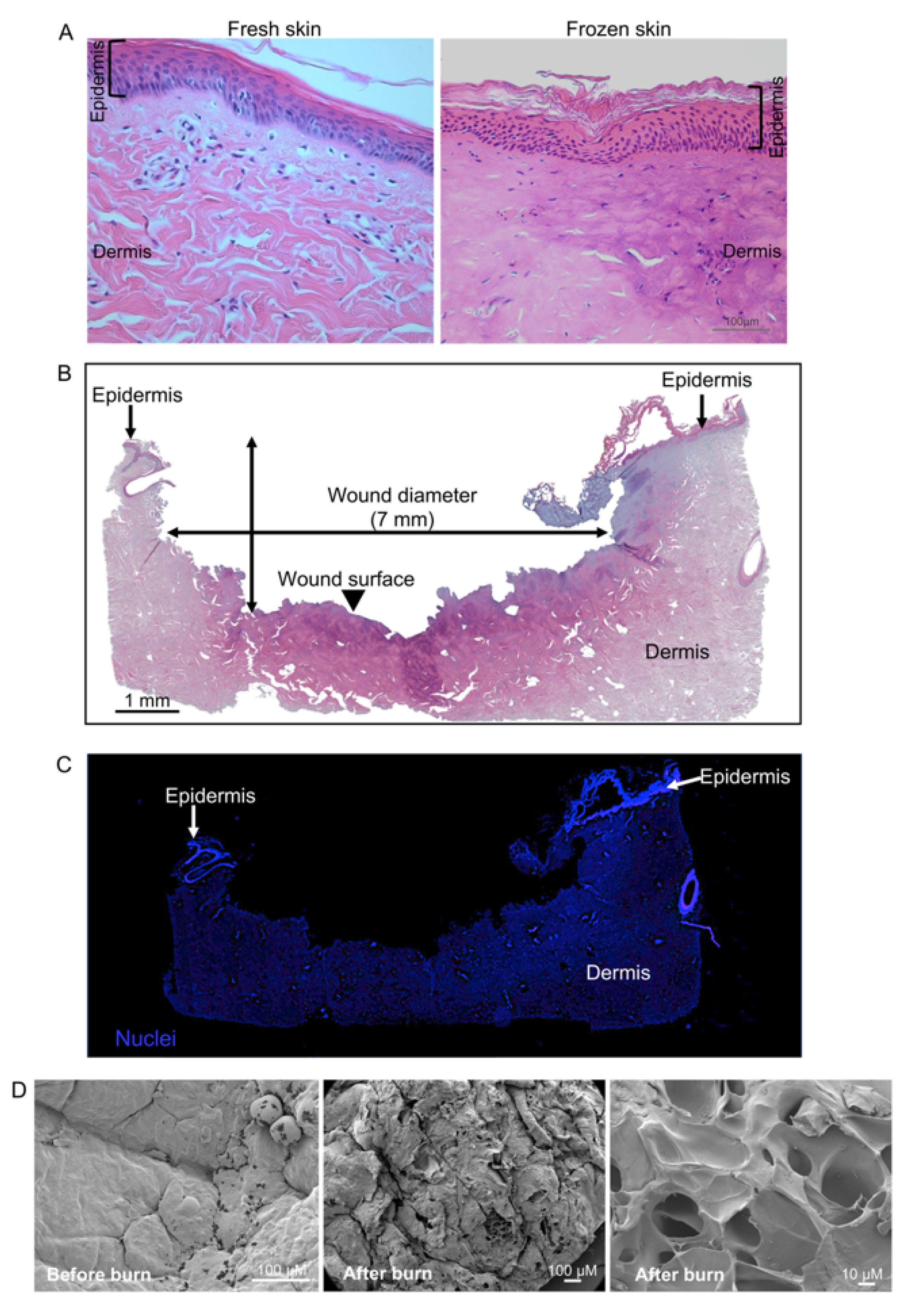 Ijms 22 05045 g003 Ijms 22 05045 g003