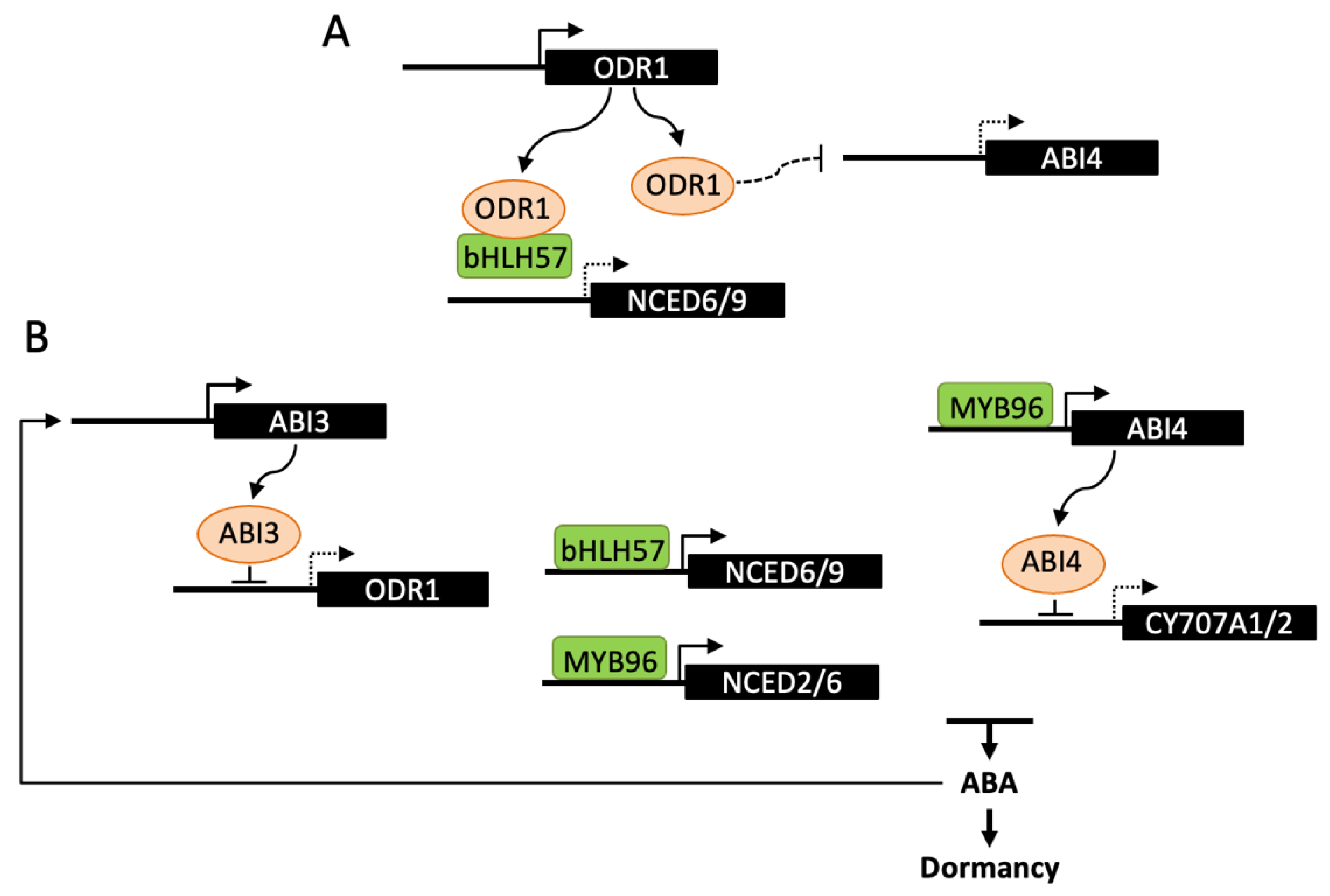 Ijms 22 05069 g003 Ijms 22 05069 g003