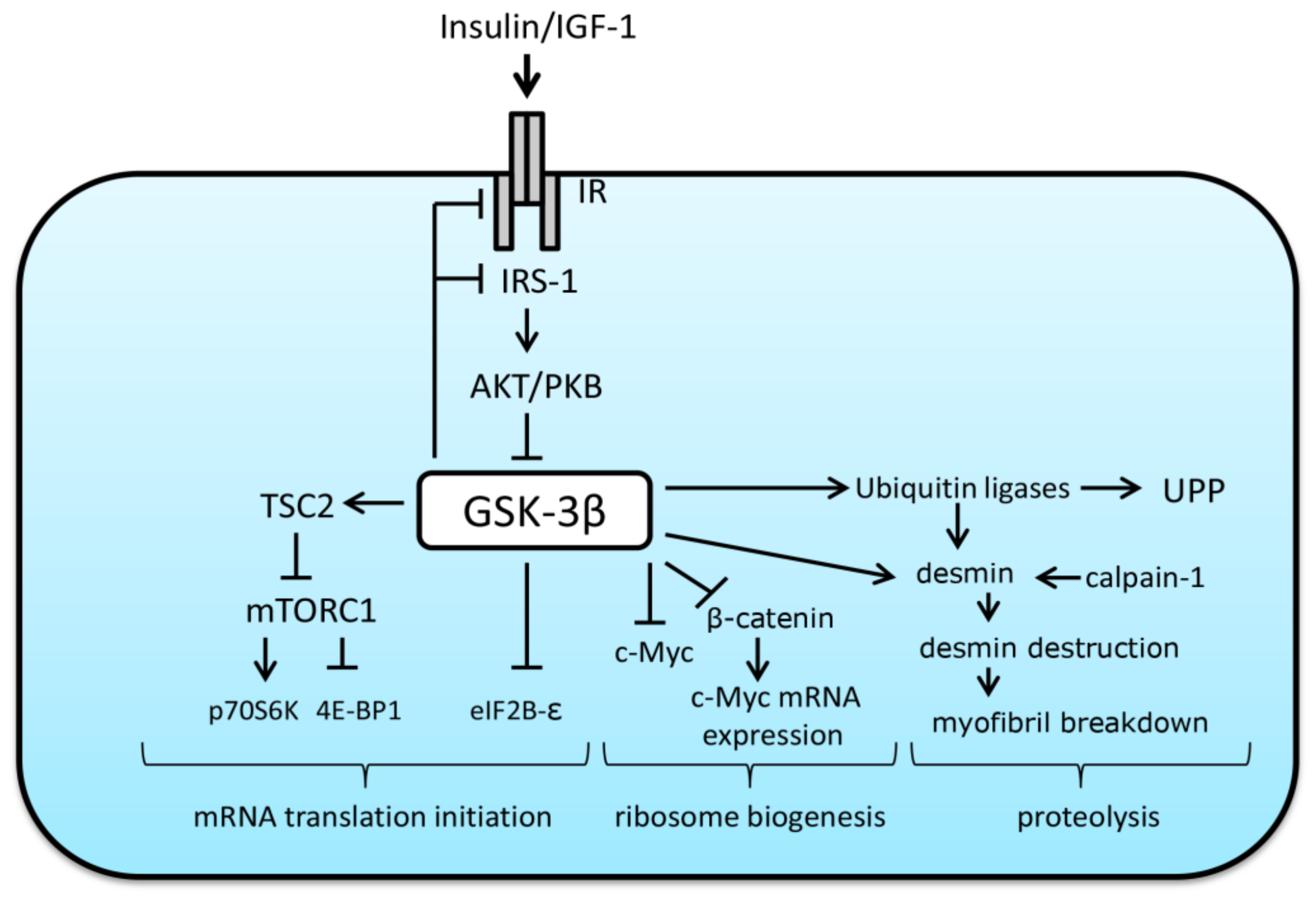 Ijms 22 05081 g002 Ijms 22 05081 g002