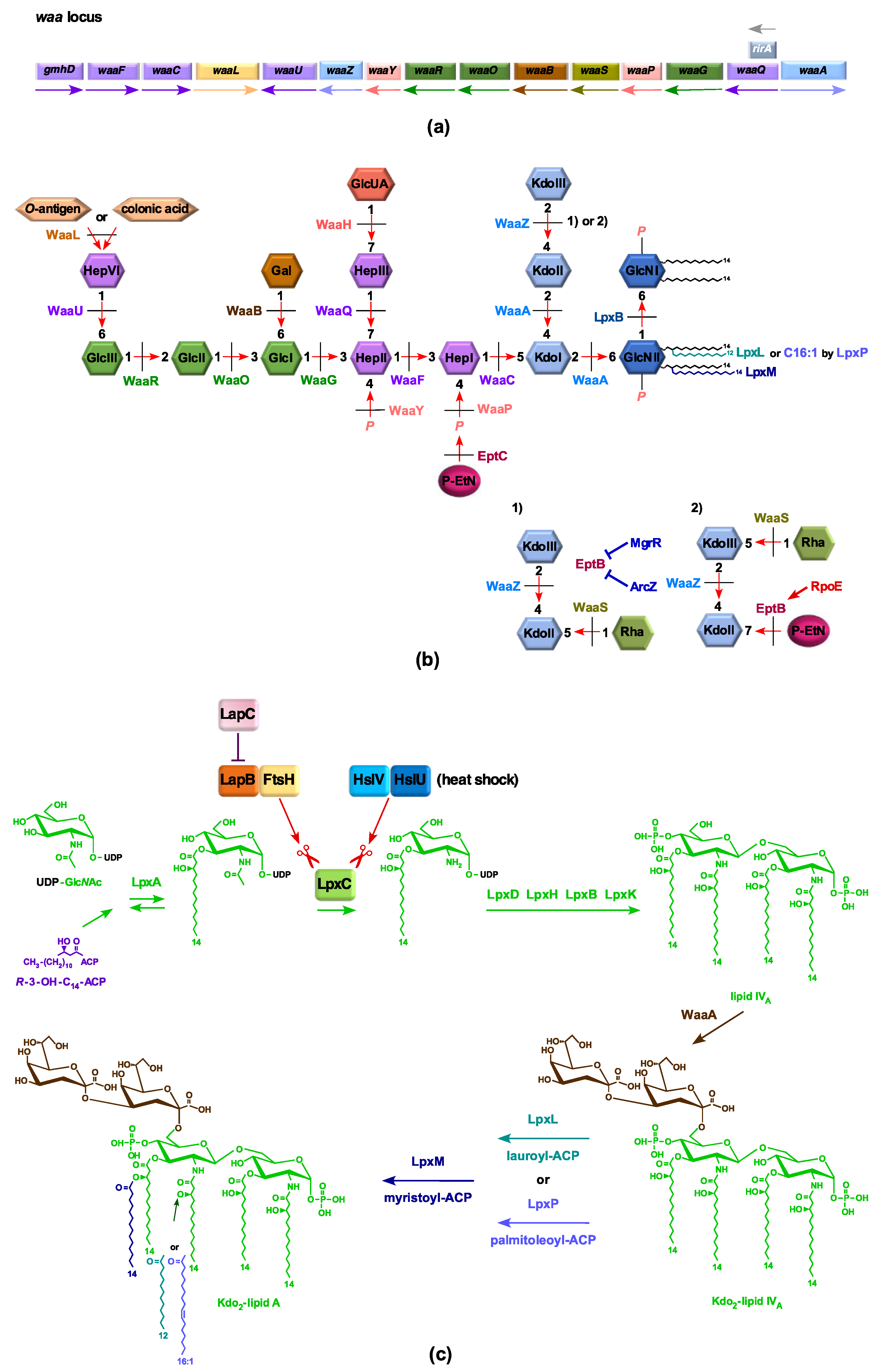 Ijms 22 05099 g001 Ijms 22 05099 g001