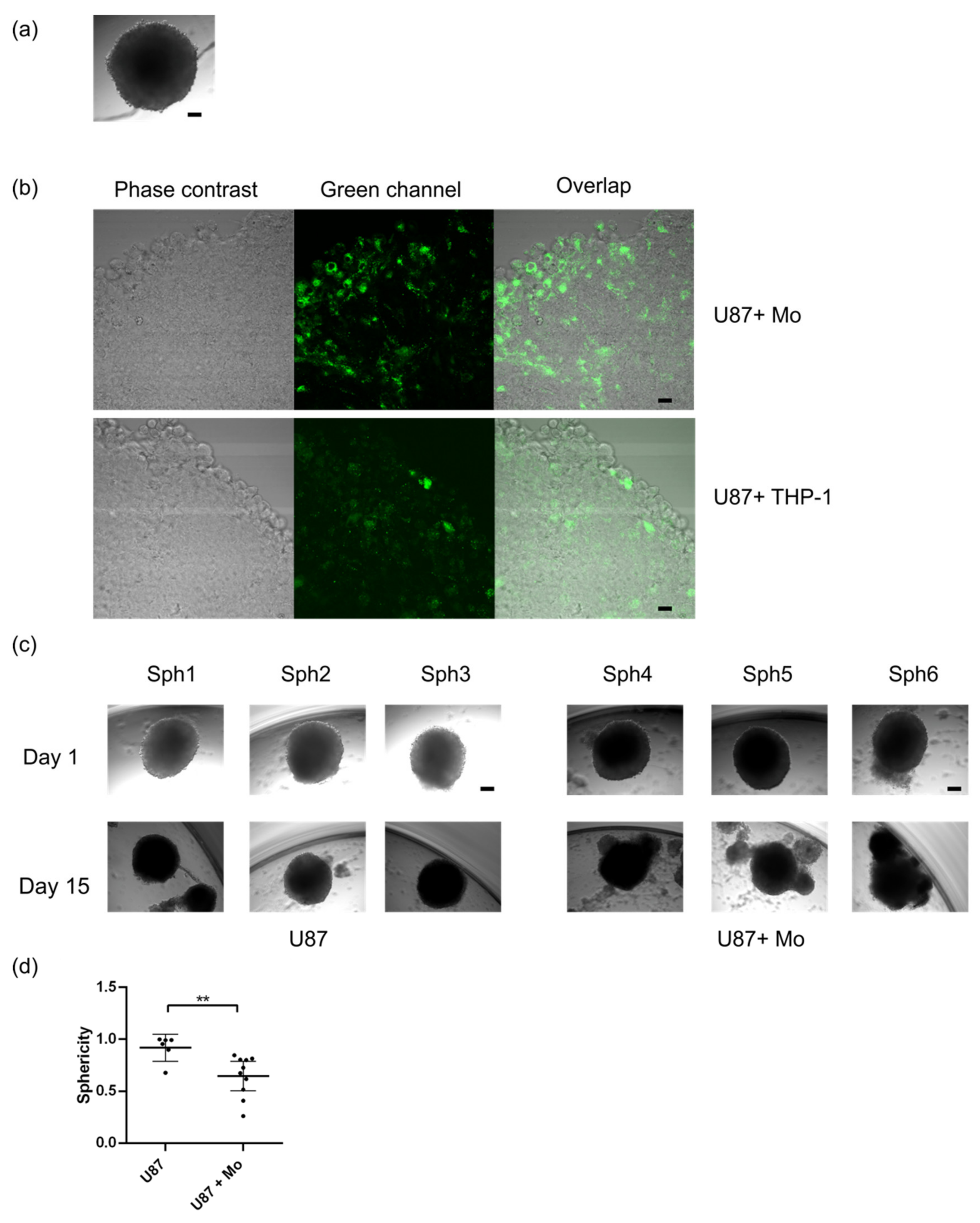 Ijms 22 05105 g003 Ijms 22 05105 g003