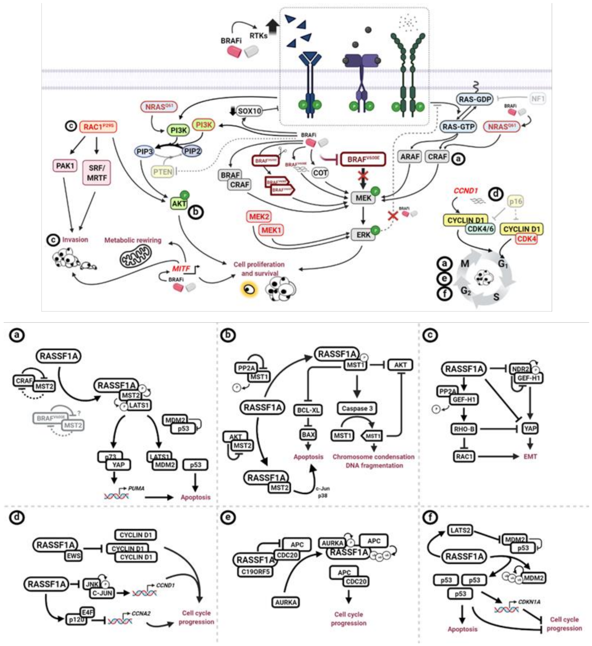 Ijms 22 05115 g002 Ijms 22 05115 g002