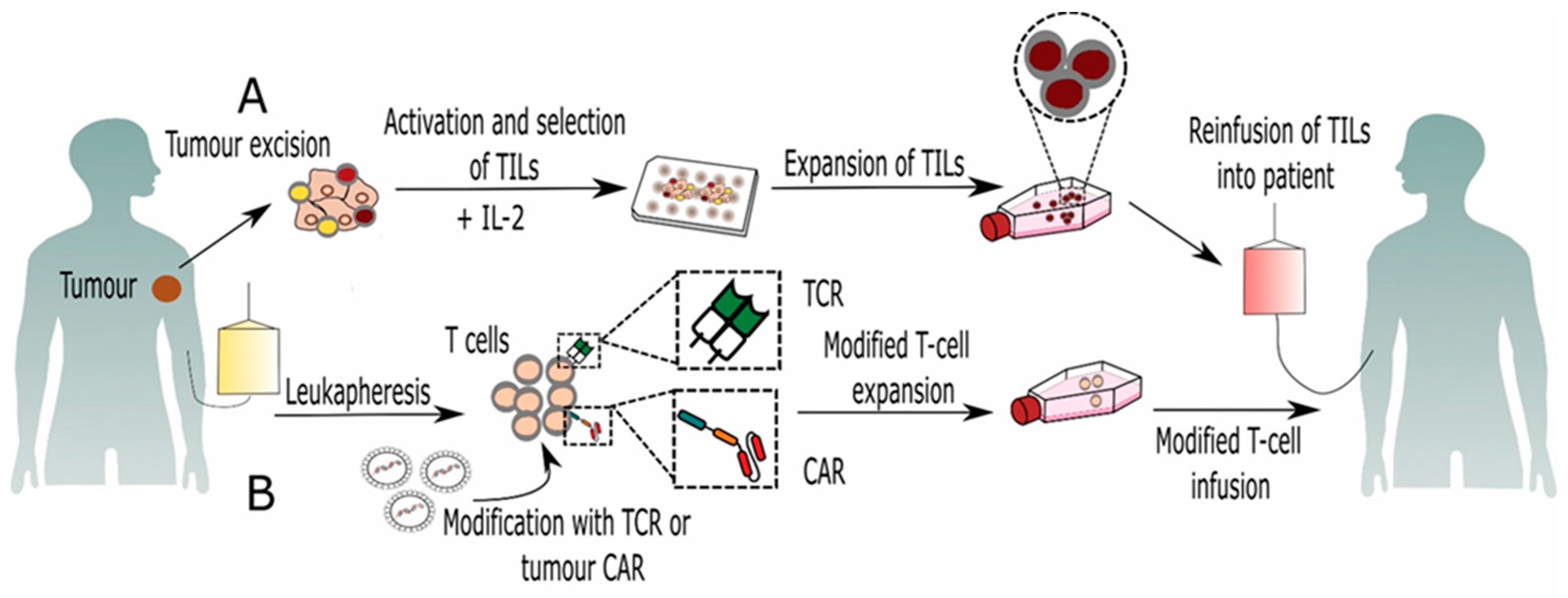 Ijms 22 05120 g001 Ijms 22 05120 g001