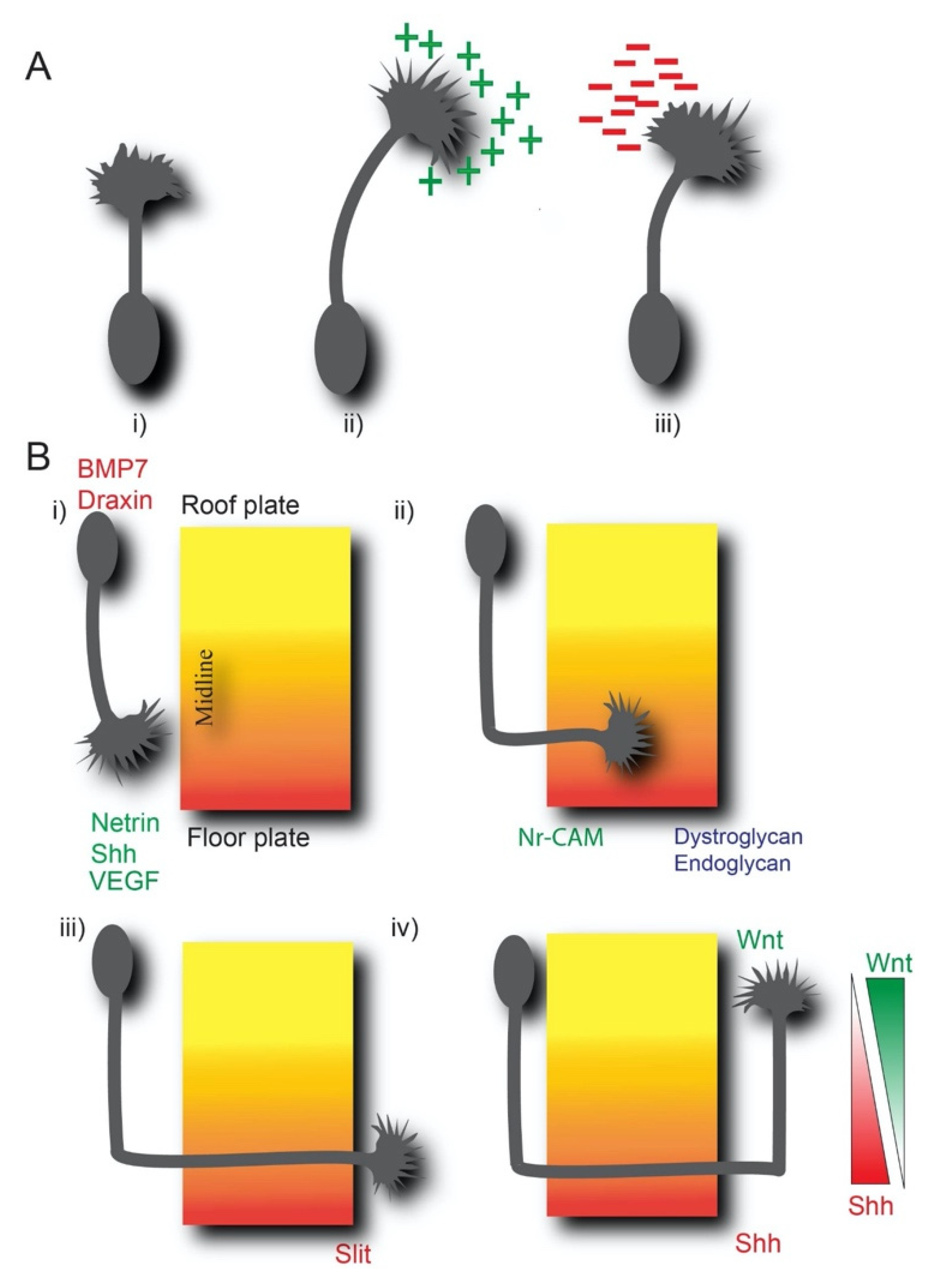 Ijms 22 05143 g001 Ijms 22 05143 g001